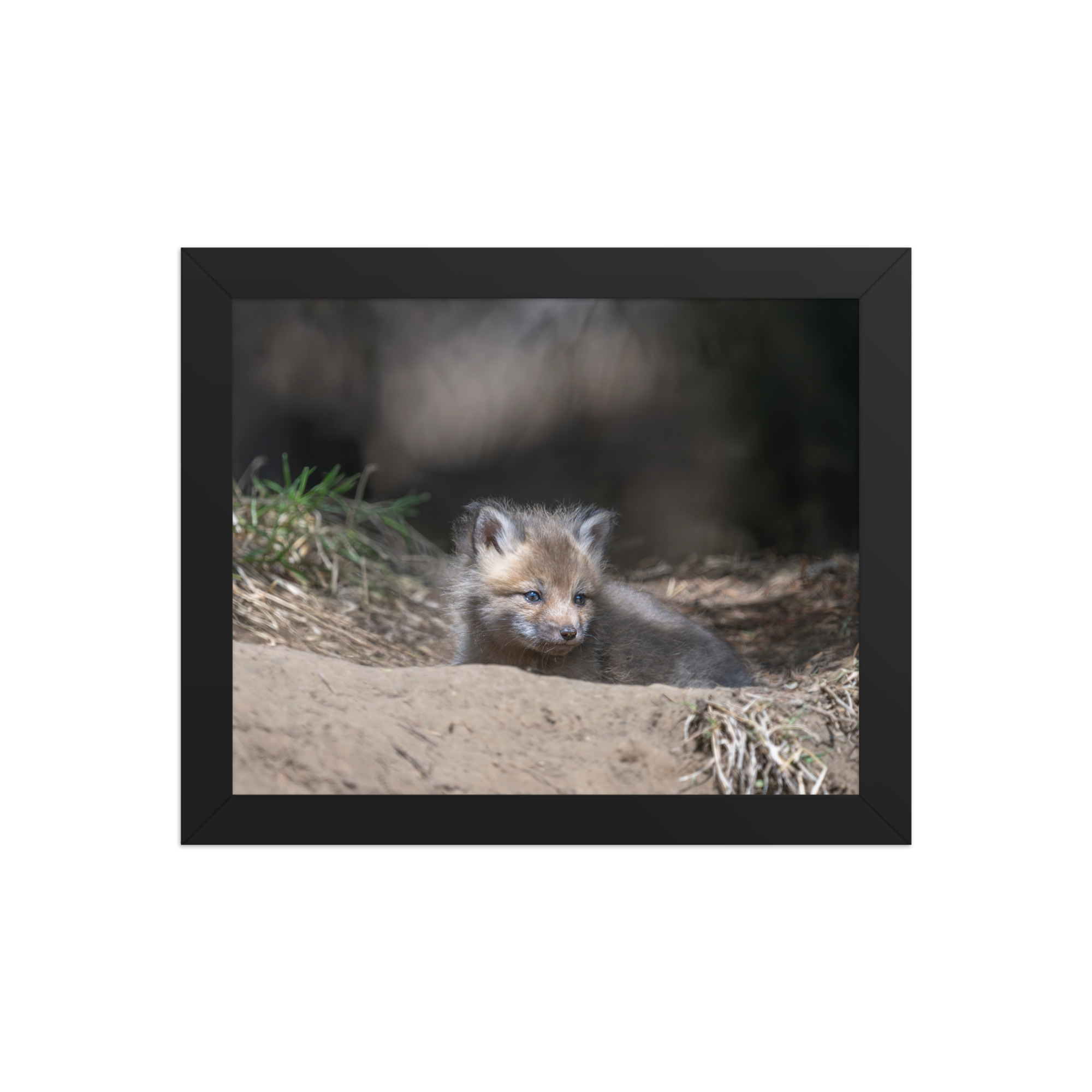 Baby Red fox waiting for Mom! Framed photo paper poster - Image 2