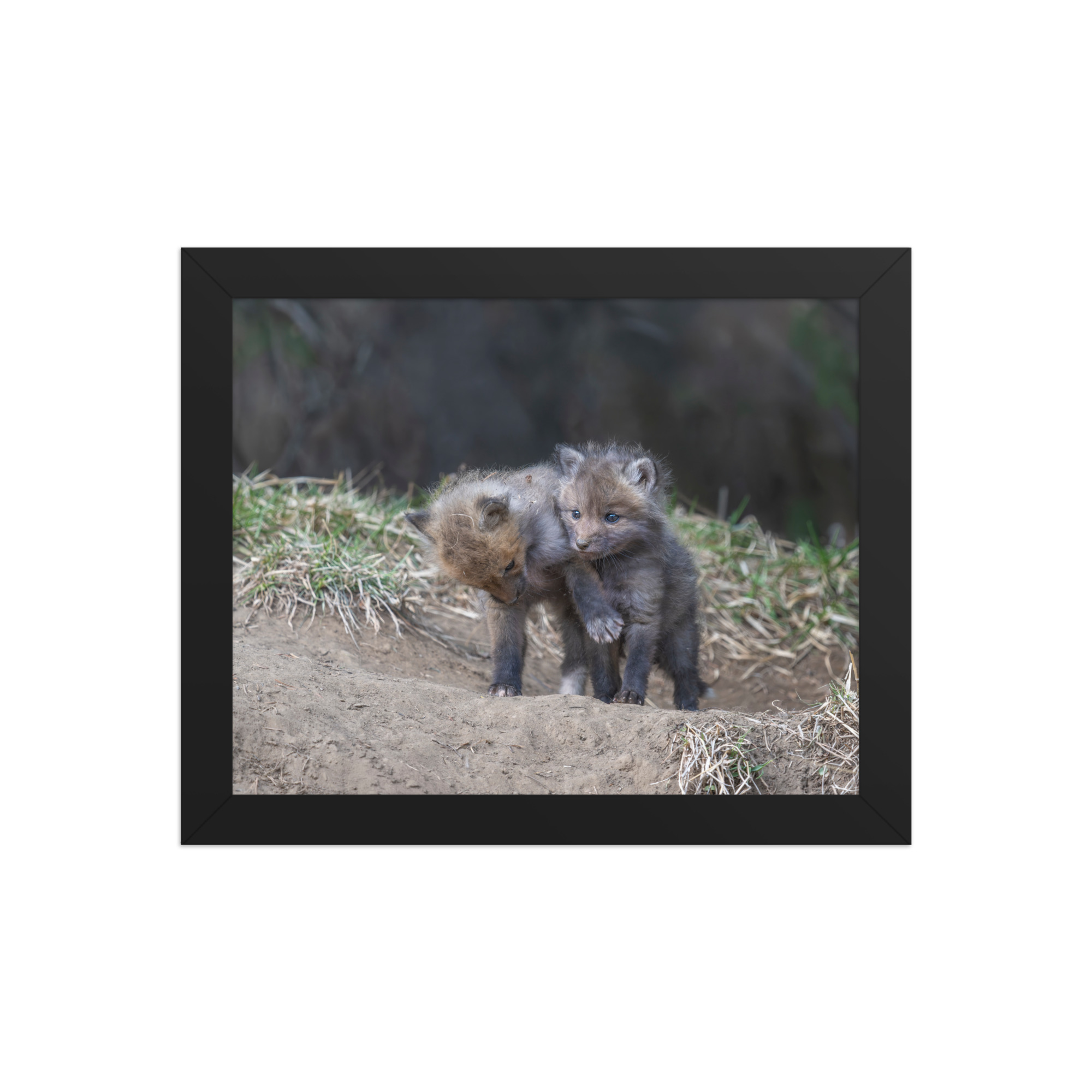 Brothers in Arms Red fox kits! Framed photo paper poster - Image 2