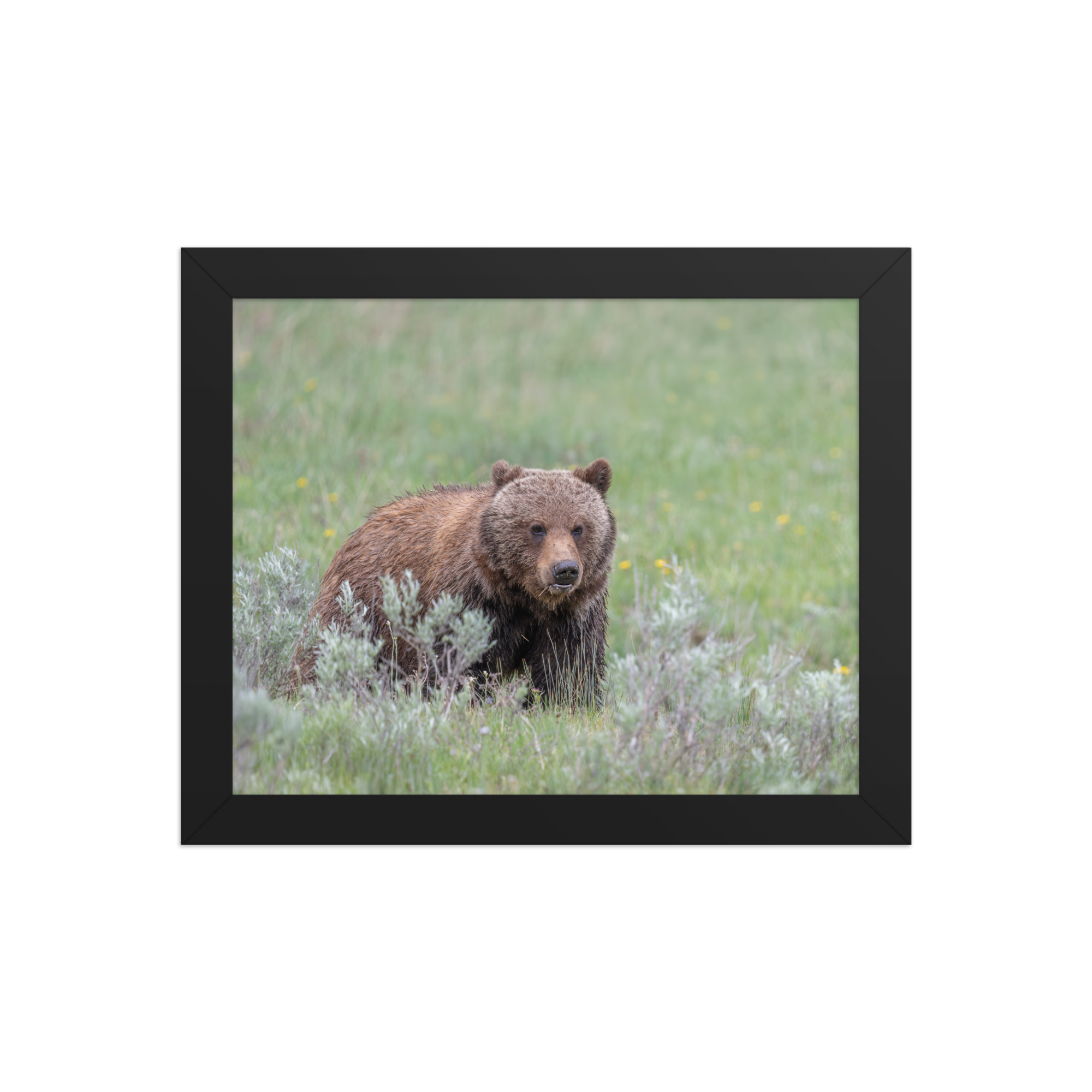 Hungry Grizzly in a Meadow! Framed photo paper poster - Image 2