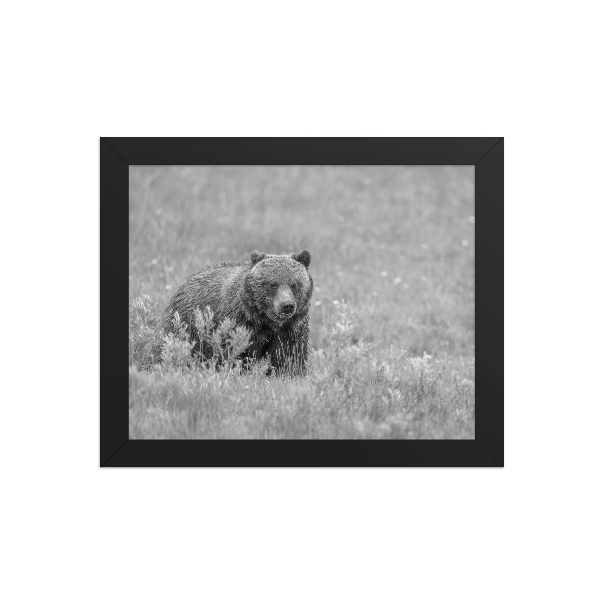 Hungry Grizzly in a Meadow! Monochrome Framed photo paper poster - Image 2