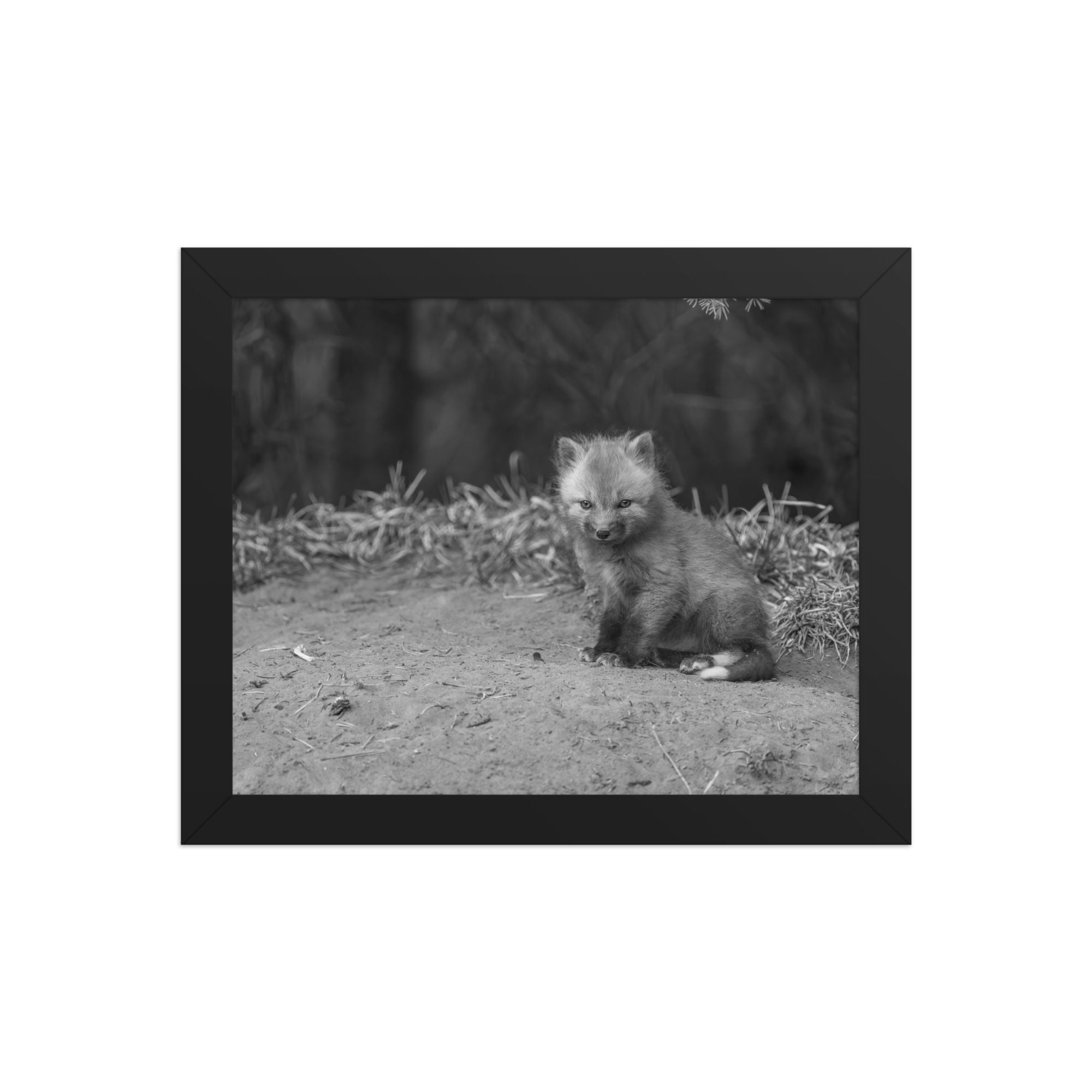 Sharp gaze baby red fox (Monochrome)! Framed photo paper poster - Image 2