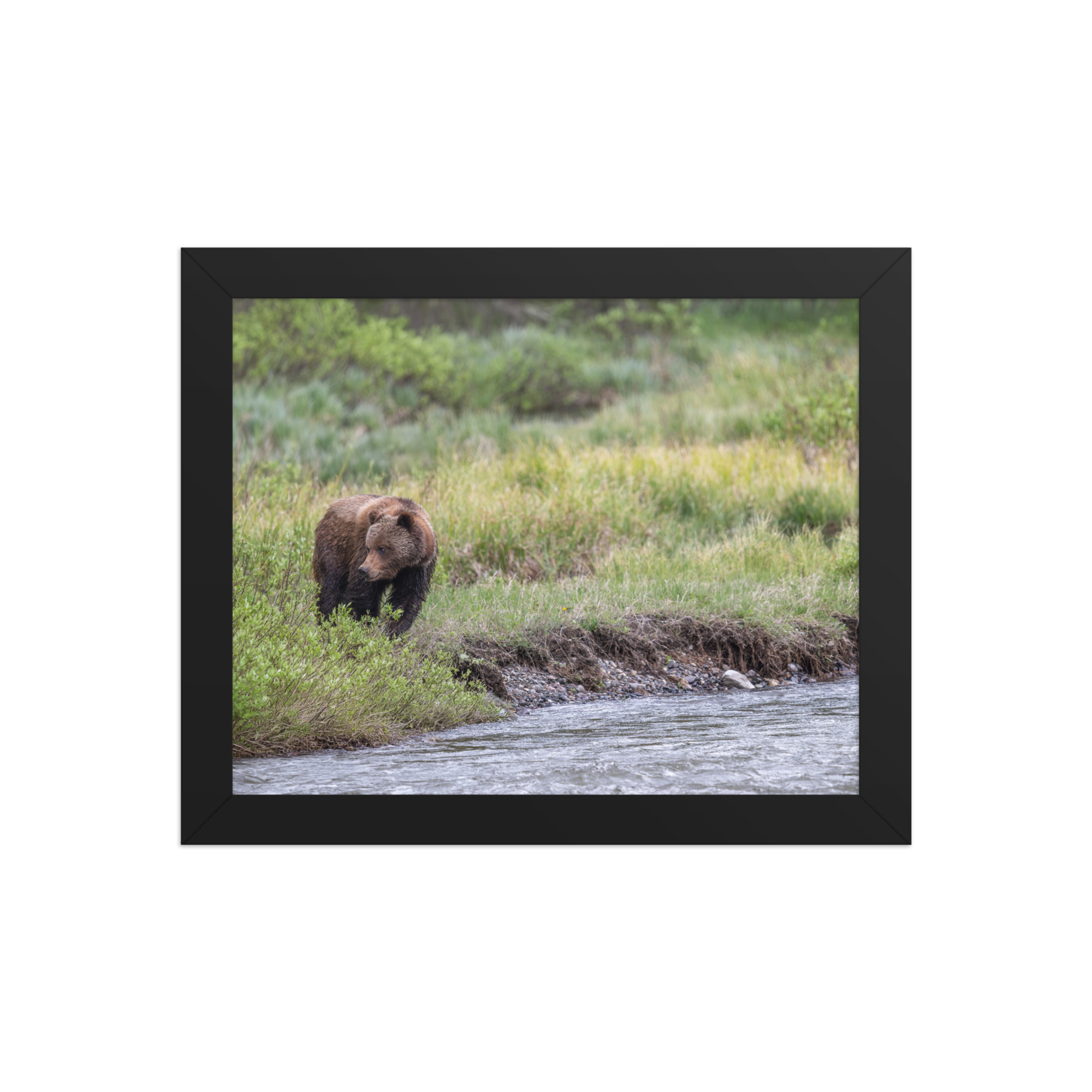 Grizzly getting read! Framed photo paper poster - Image 2