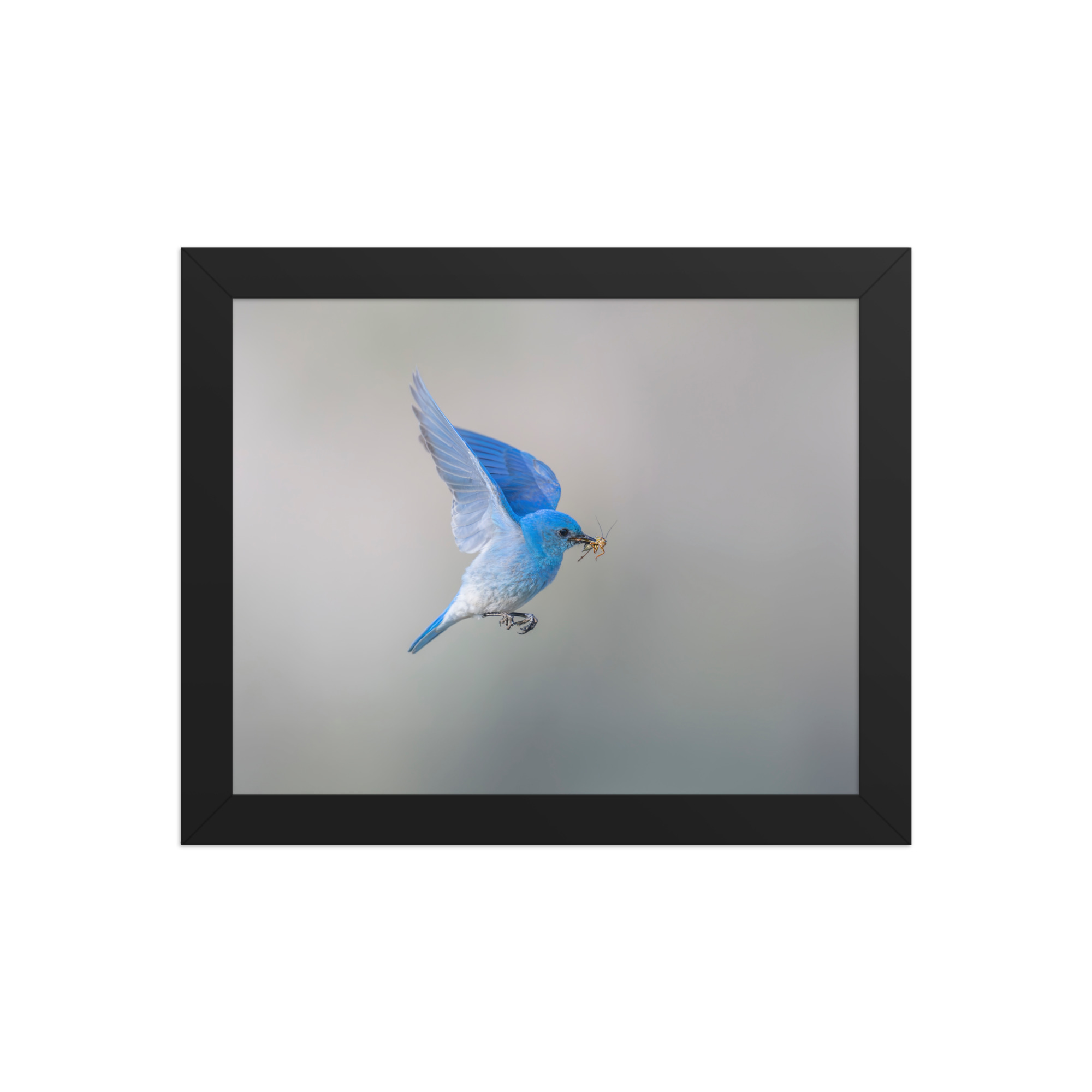 Mountain Bluebird with prey! Framed photo paper poster - Image 2