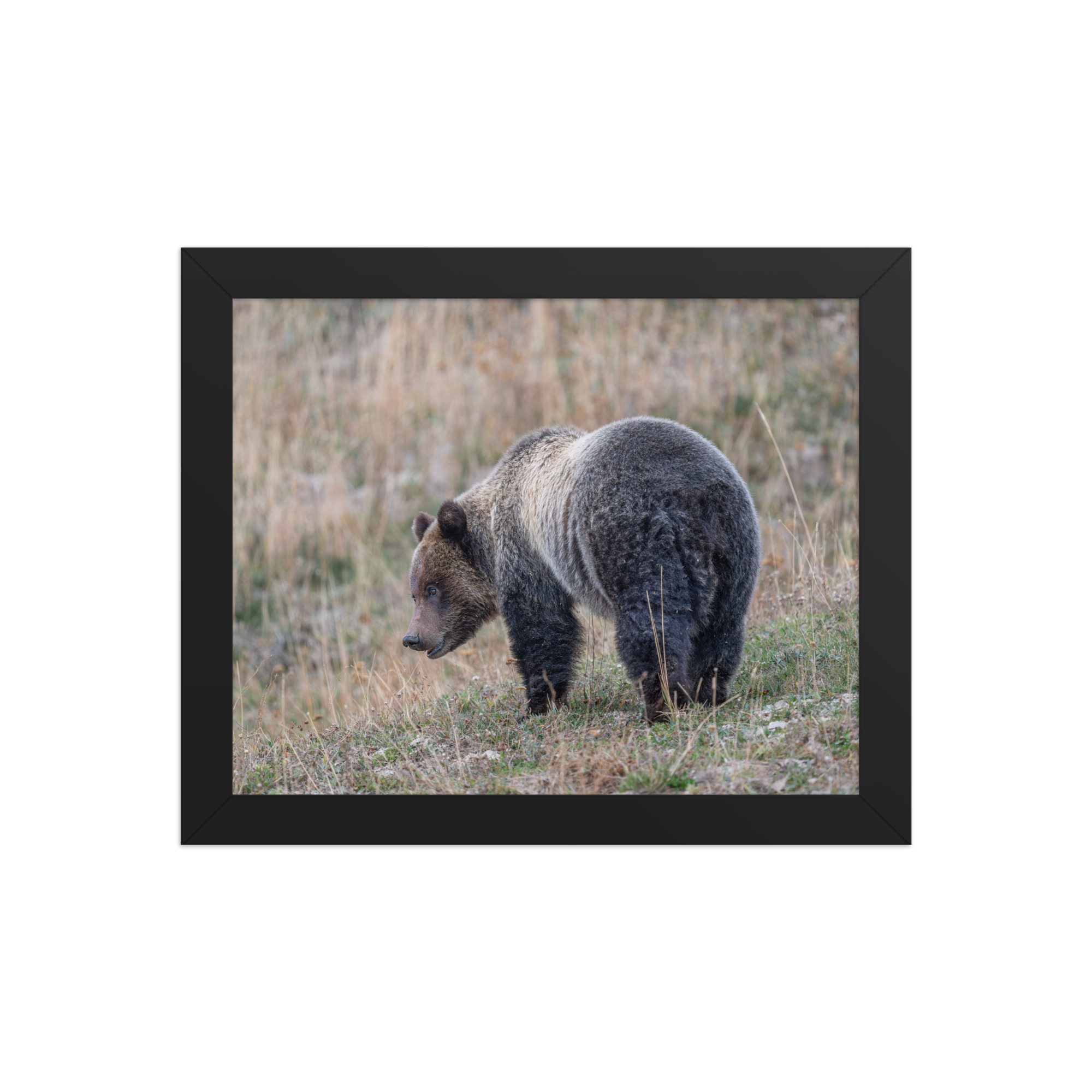Grizzly of yellowstone! Framed photo paper poster - Image 2