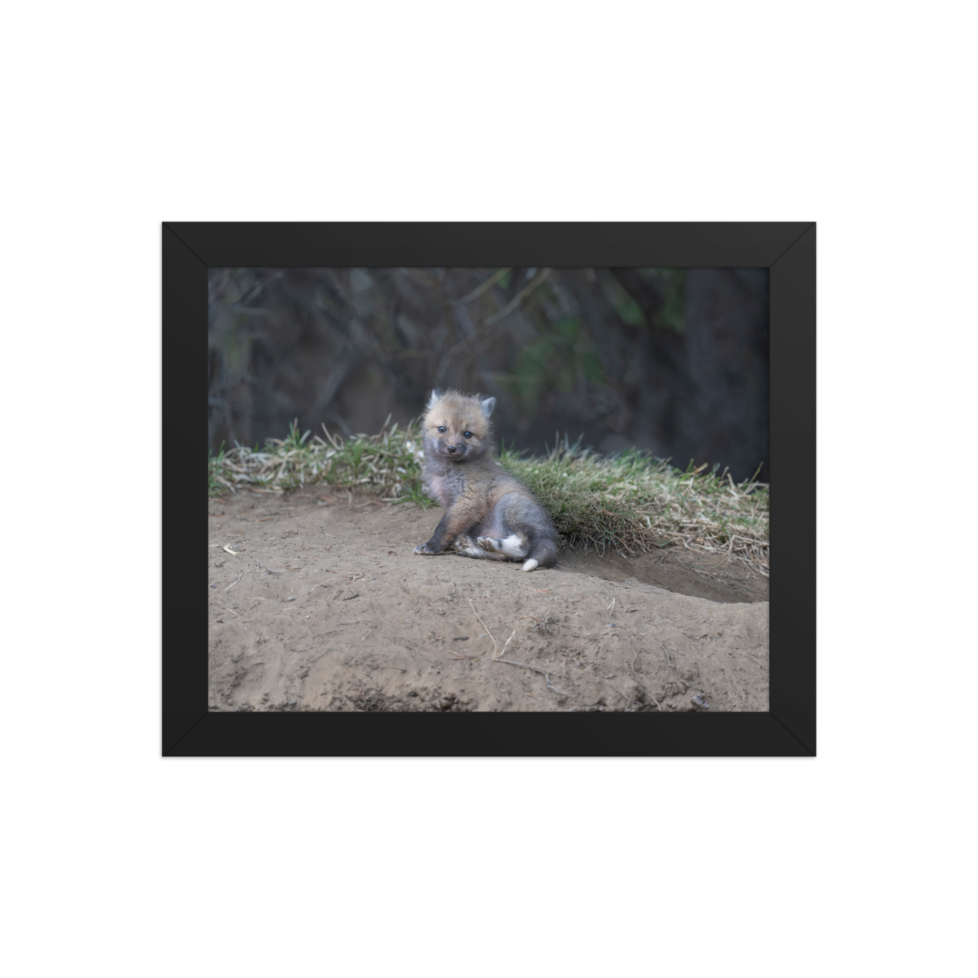 Guarding Den Baby Red fox! Framed photo paper poster - Image 2