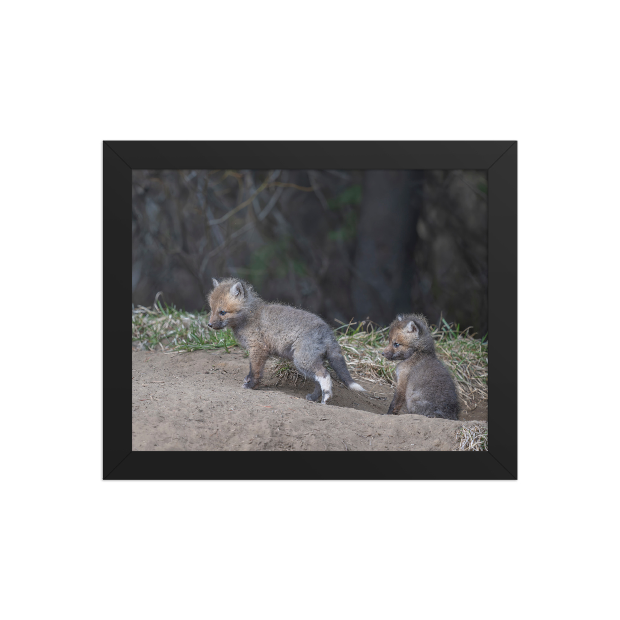 Play Time Baby Red fox!  Framed photo paper poster - Image 2