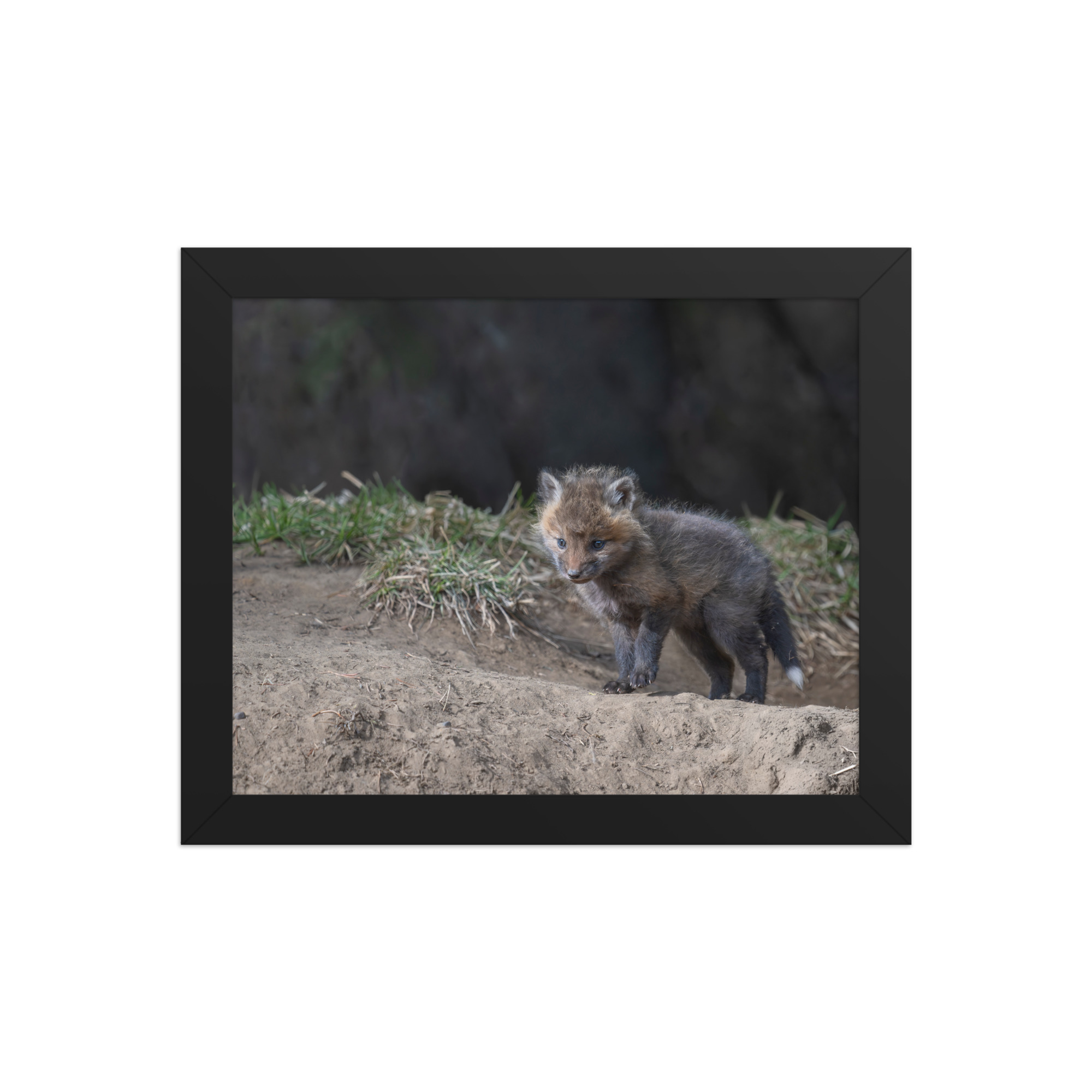 Just checking Baby Red fox! Framed photo paper poster - Image 2