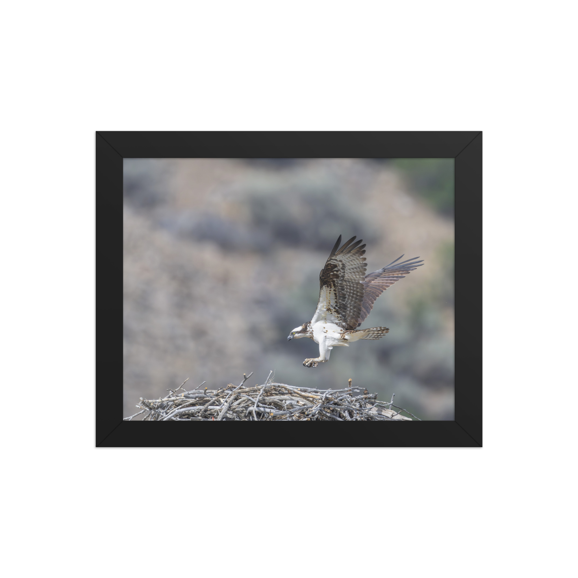 Osprey Landing on its nest! Framed photo paper poster - Image 2
