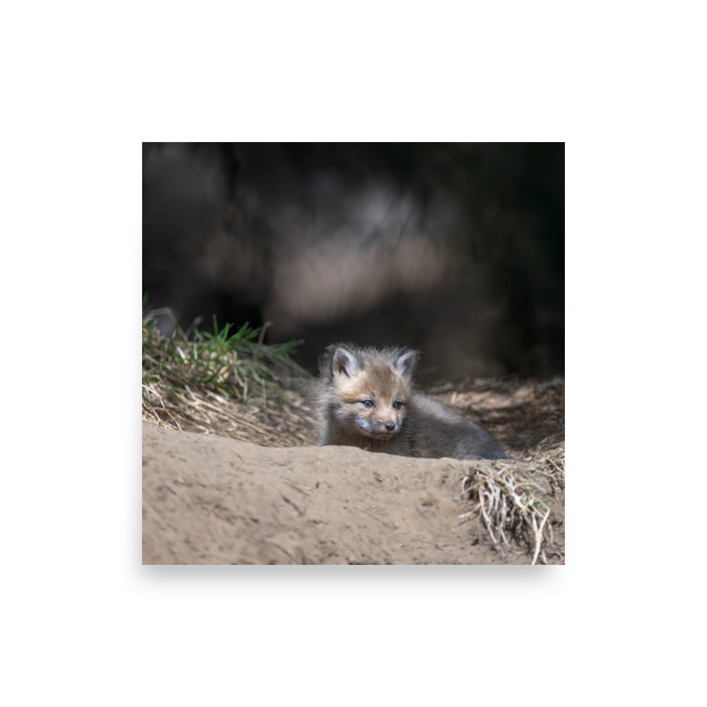 Baby Red fox waiting for Mom! Photo paper poster - Image 4
