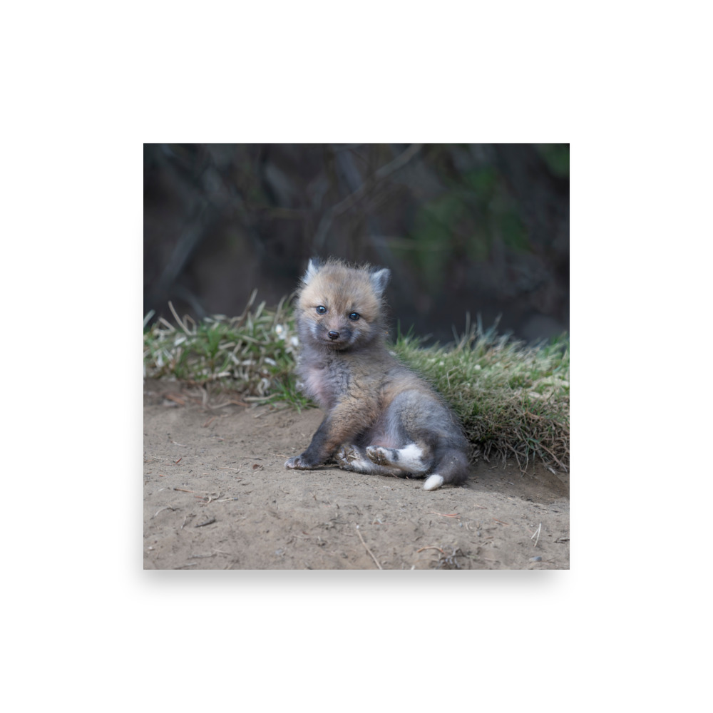 Guarding Den Baby Red fox! Photo paper poster - Image 4