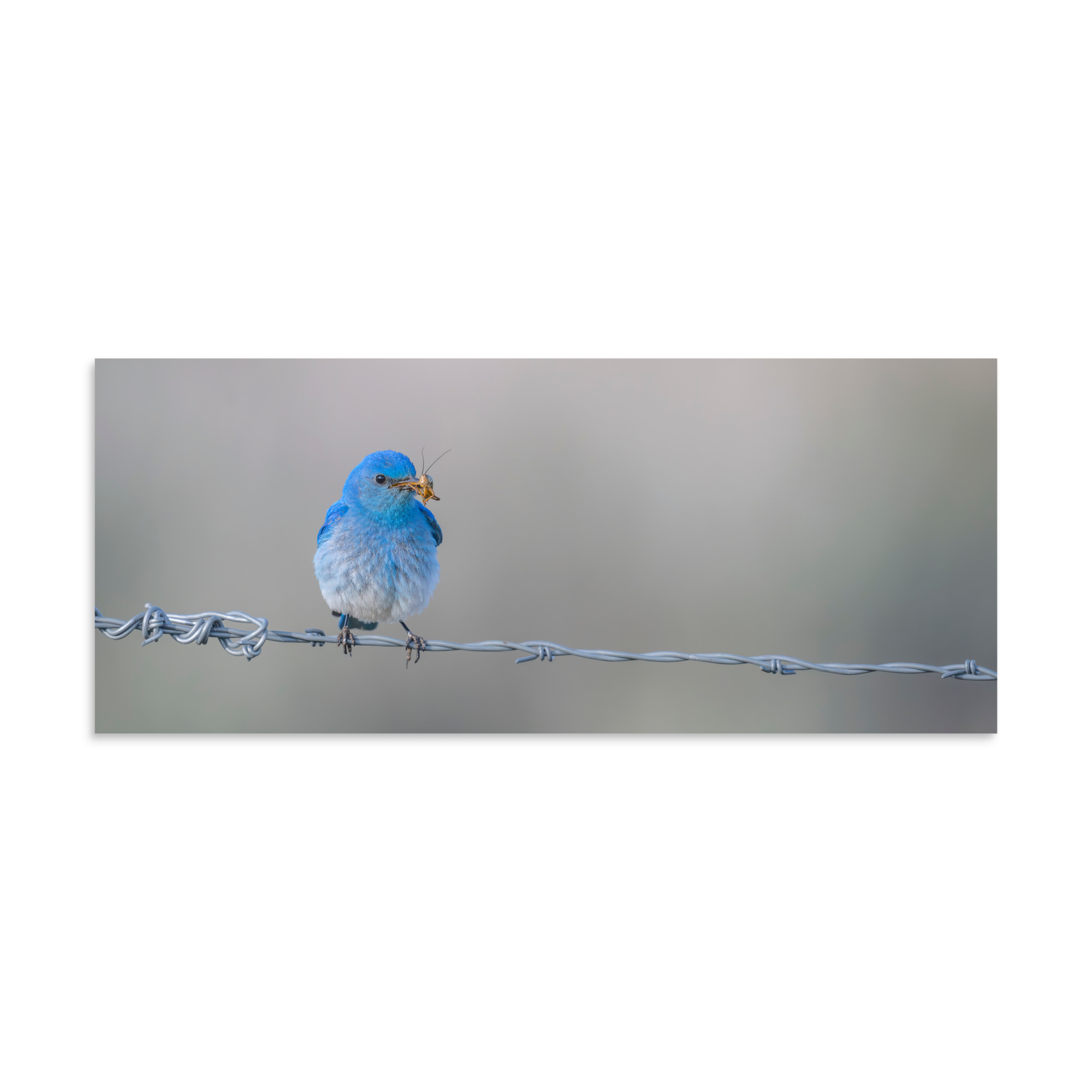 Mountain Blue Bird! Photo paper poster - Image 4