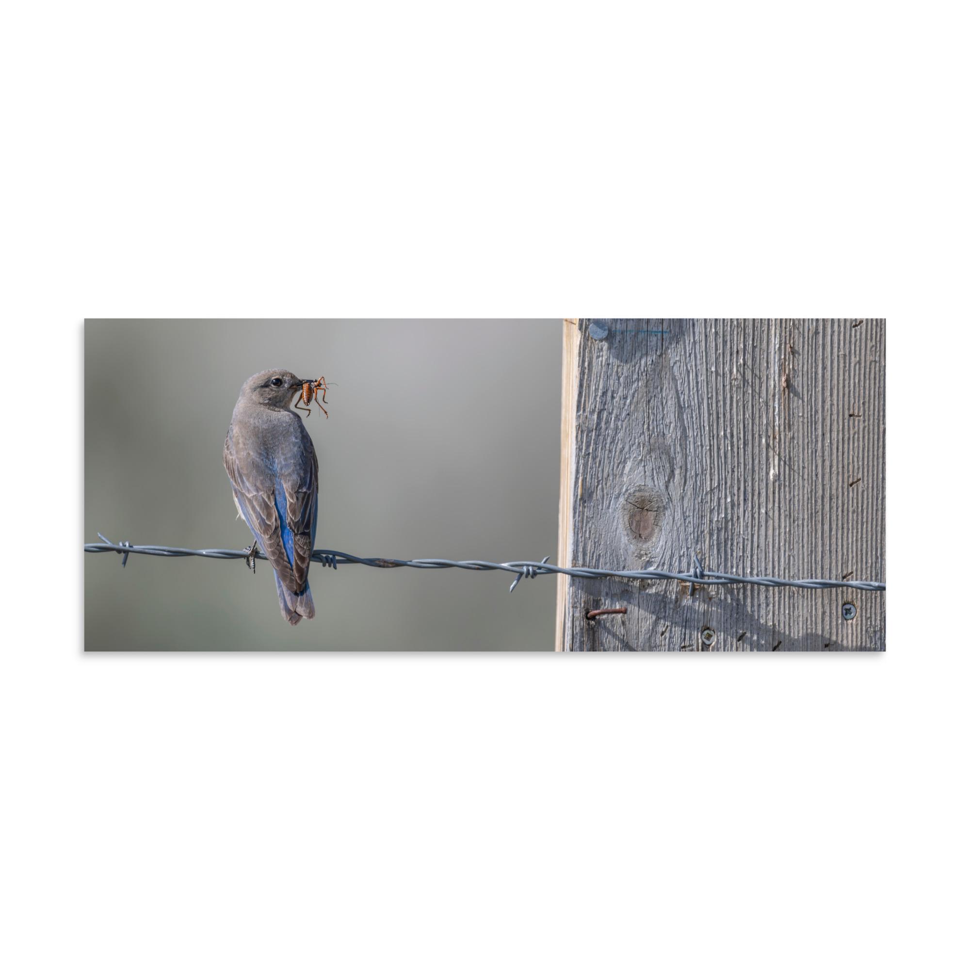 Mama Mountain bluebird with food! Photo paper poster - Image 4