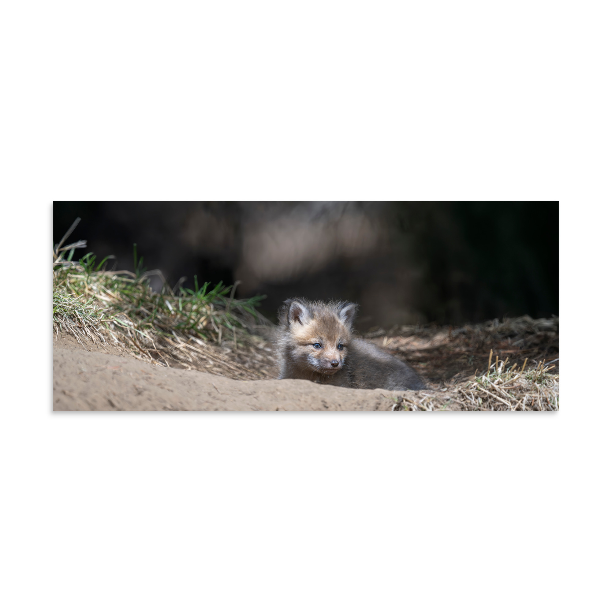 Baby Red fox waiting for Mom! Photo paper poster - Image 5