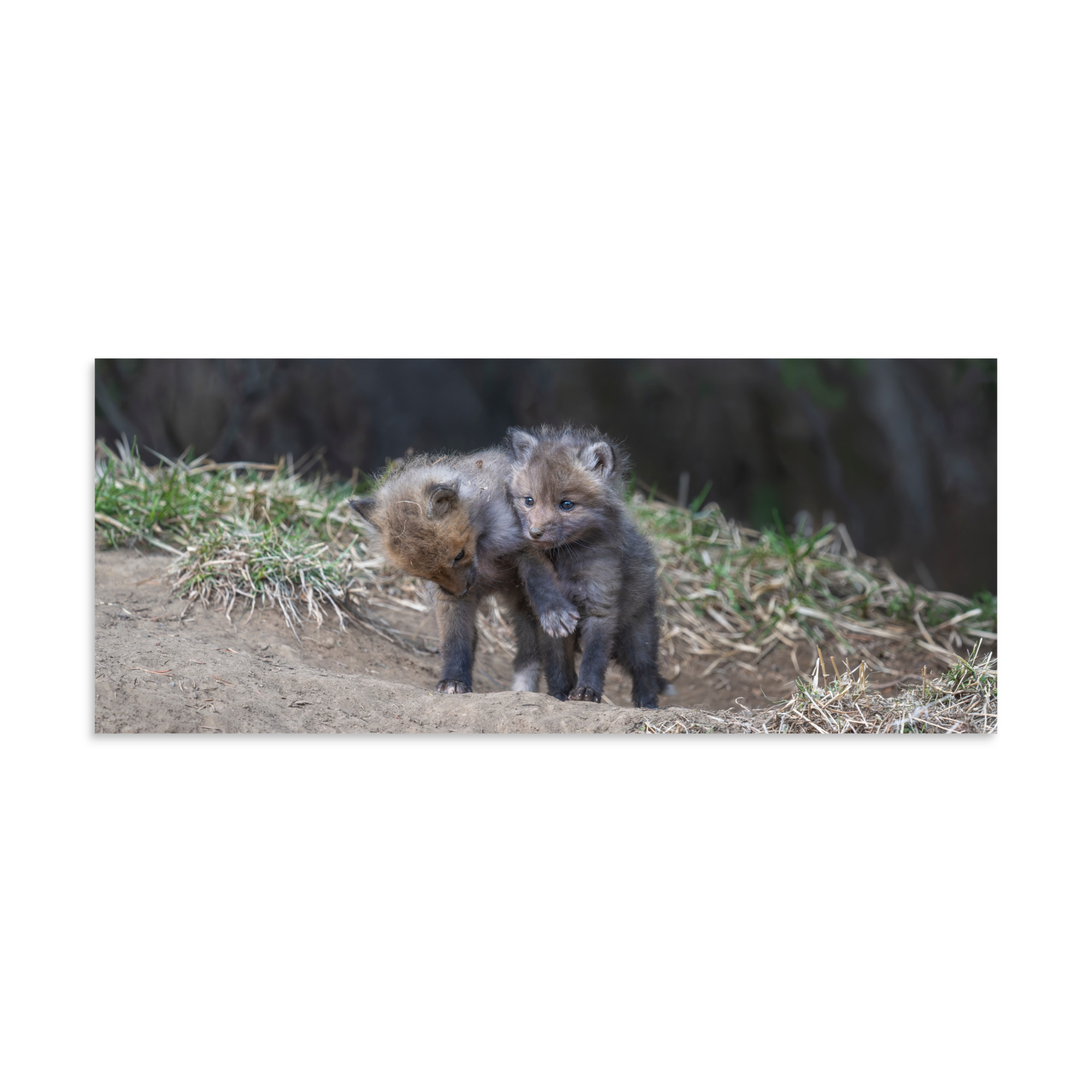 Brothers in Arms Red fox kits! Photo paper poster - Image 5
