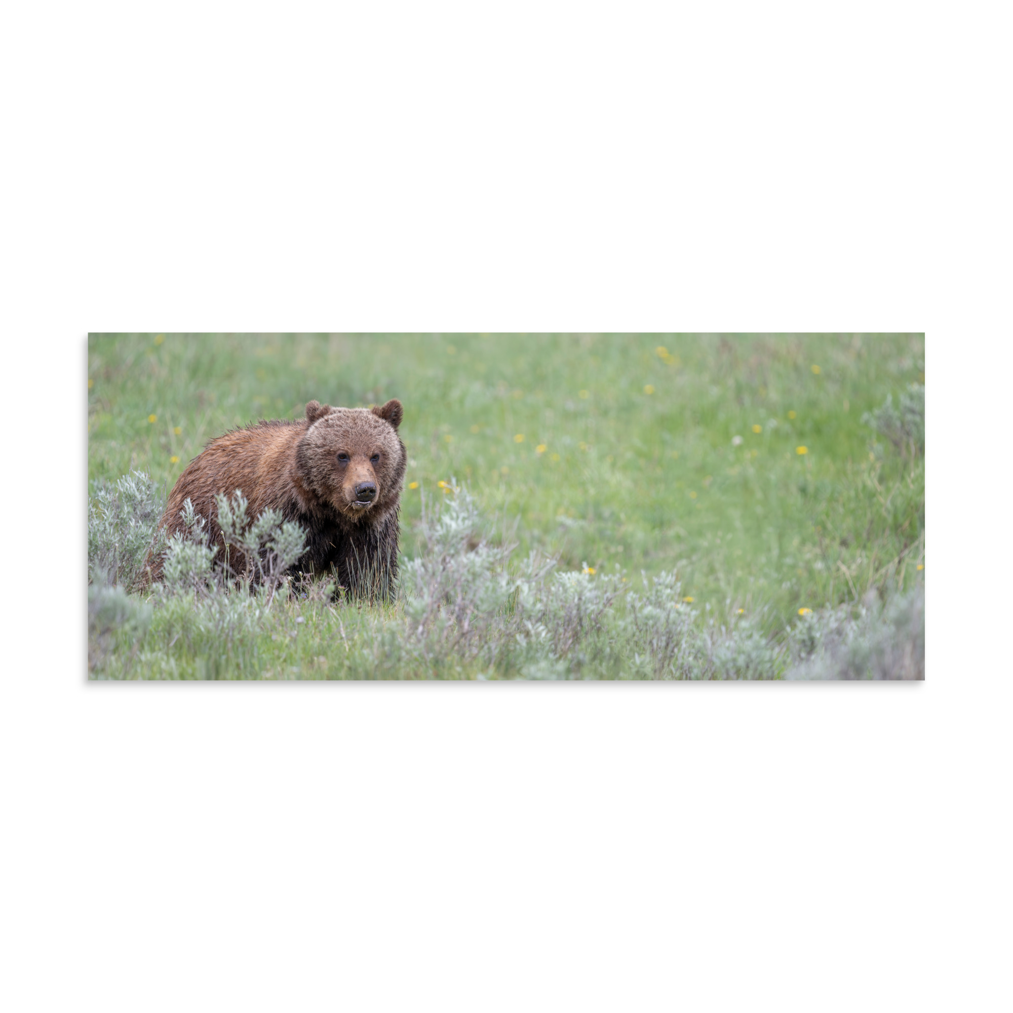 Hungry Grizzly in a Meadow! Photo paper poster - Image 4