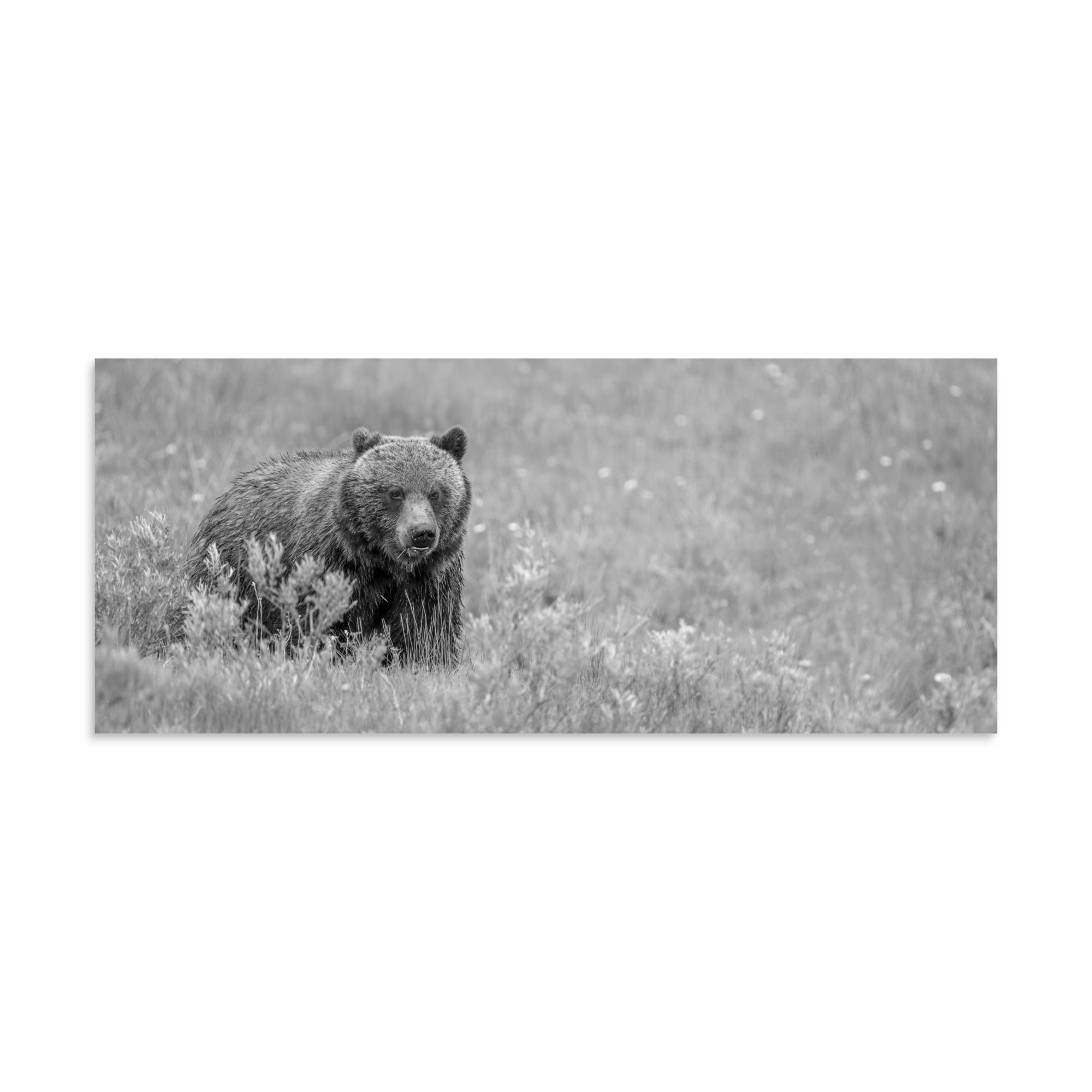 Hungry Grizzly in a Meadow! Monochrome Photo paper poster - Image 5