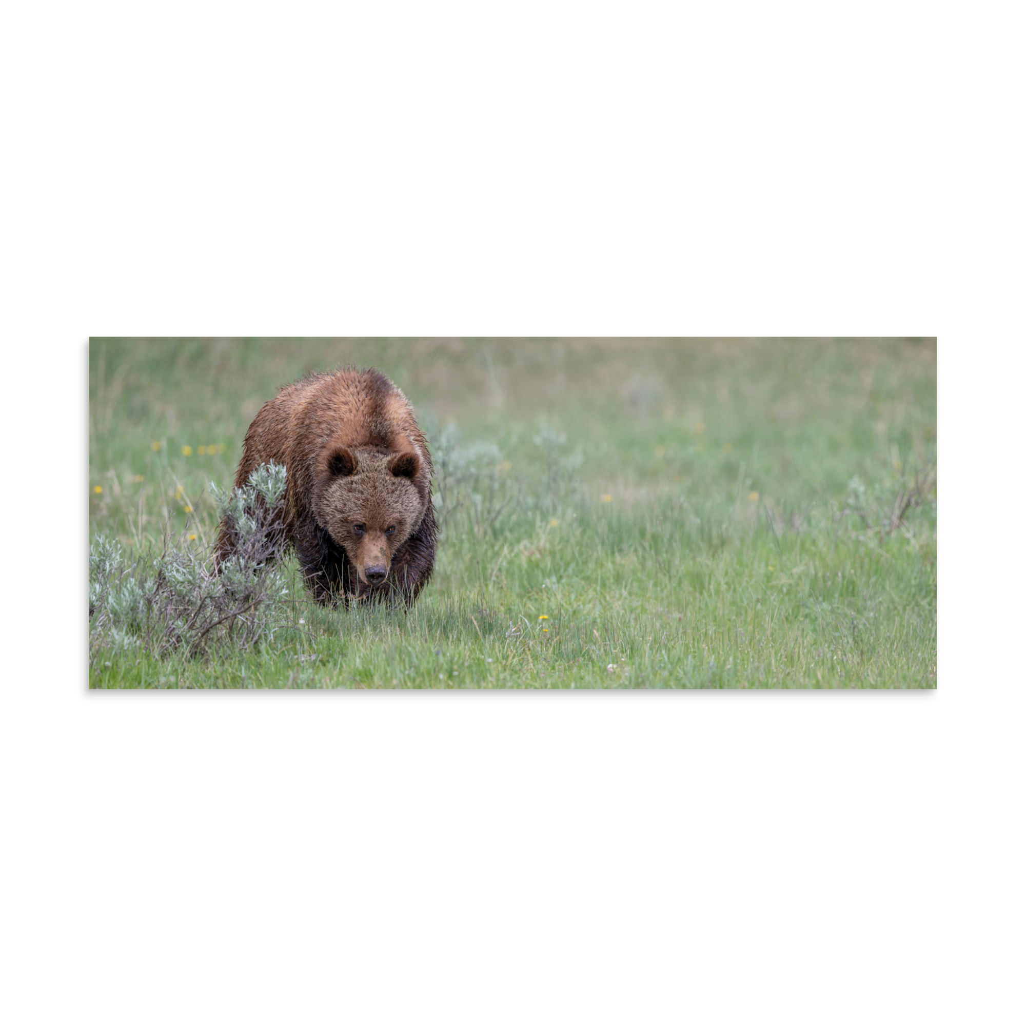 Grizzly Watching! Photo paper poster - Image 5