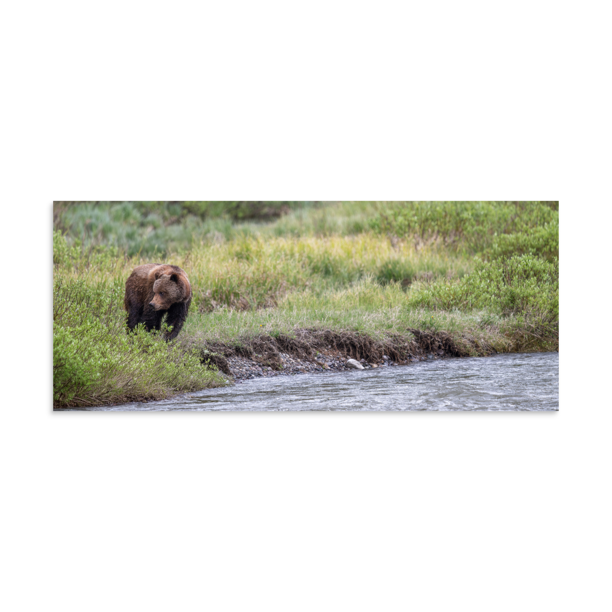 Grizzly getting read! Photo paper poster - Image 5