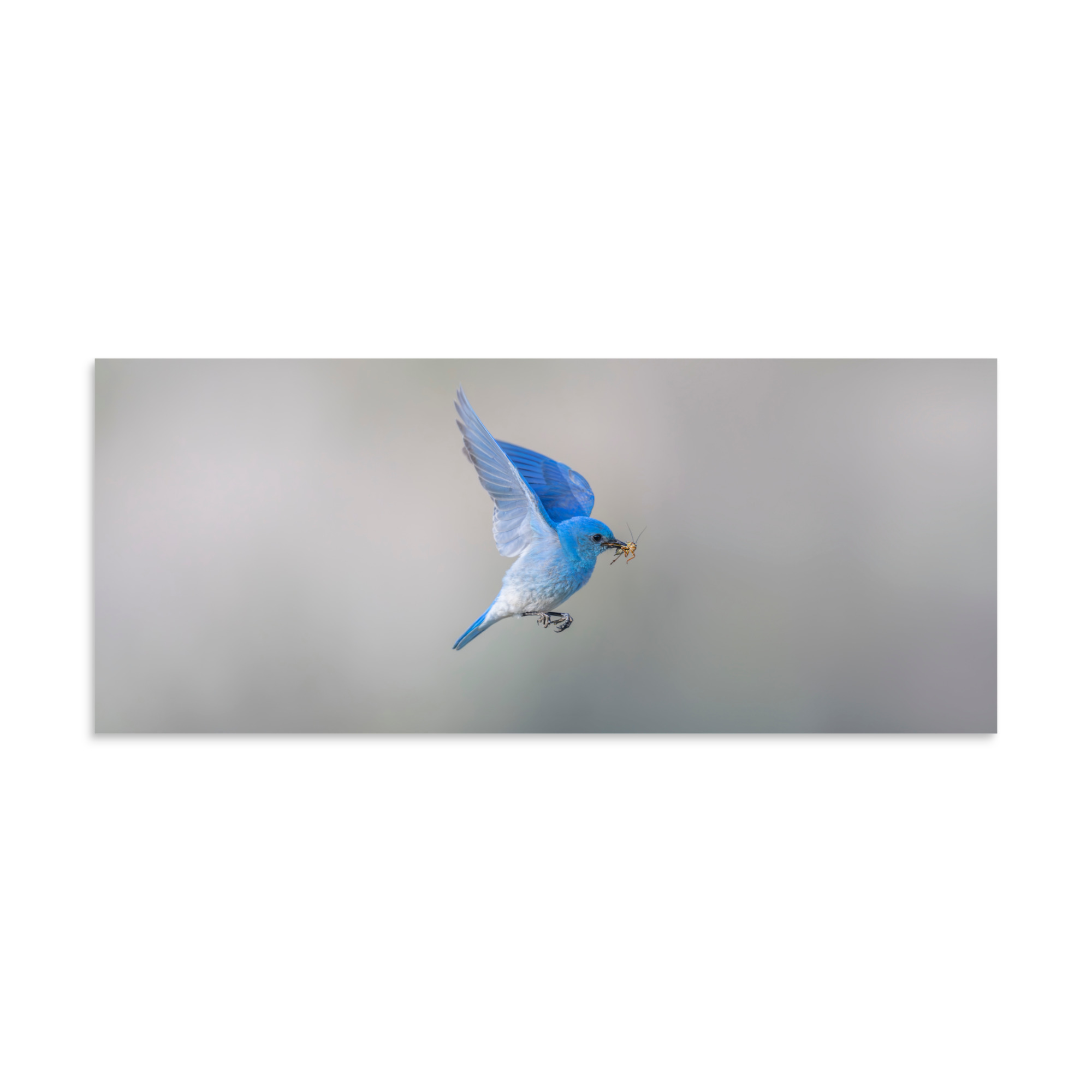 Mountain Bluebird with prey! Photo paper poster - Image 5
