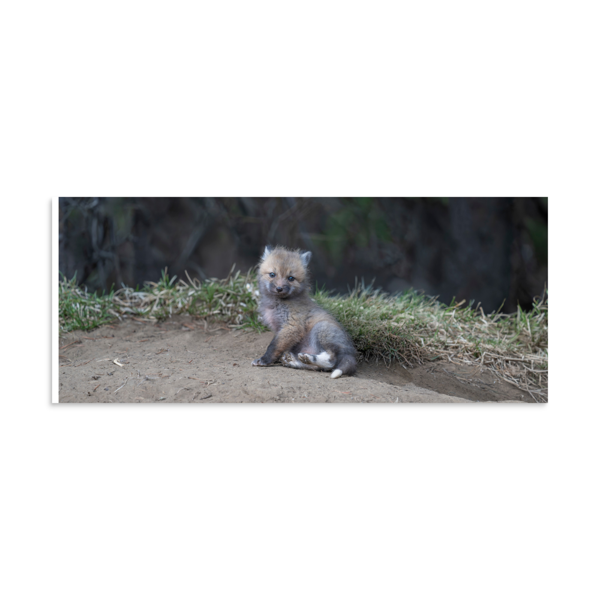 Guarding Den Baby Red fox! Photo paper poster - Image 5