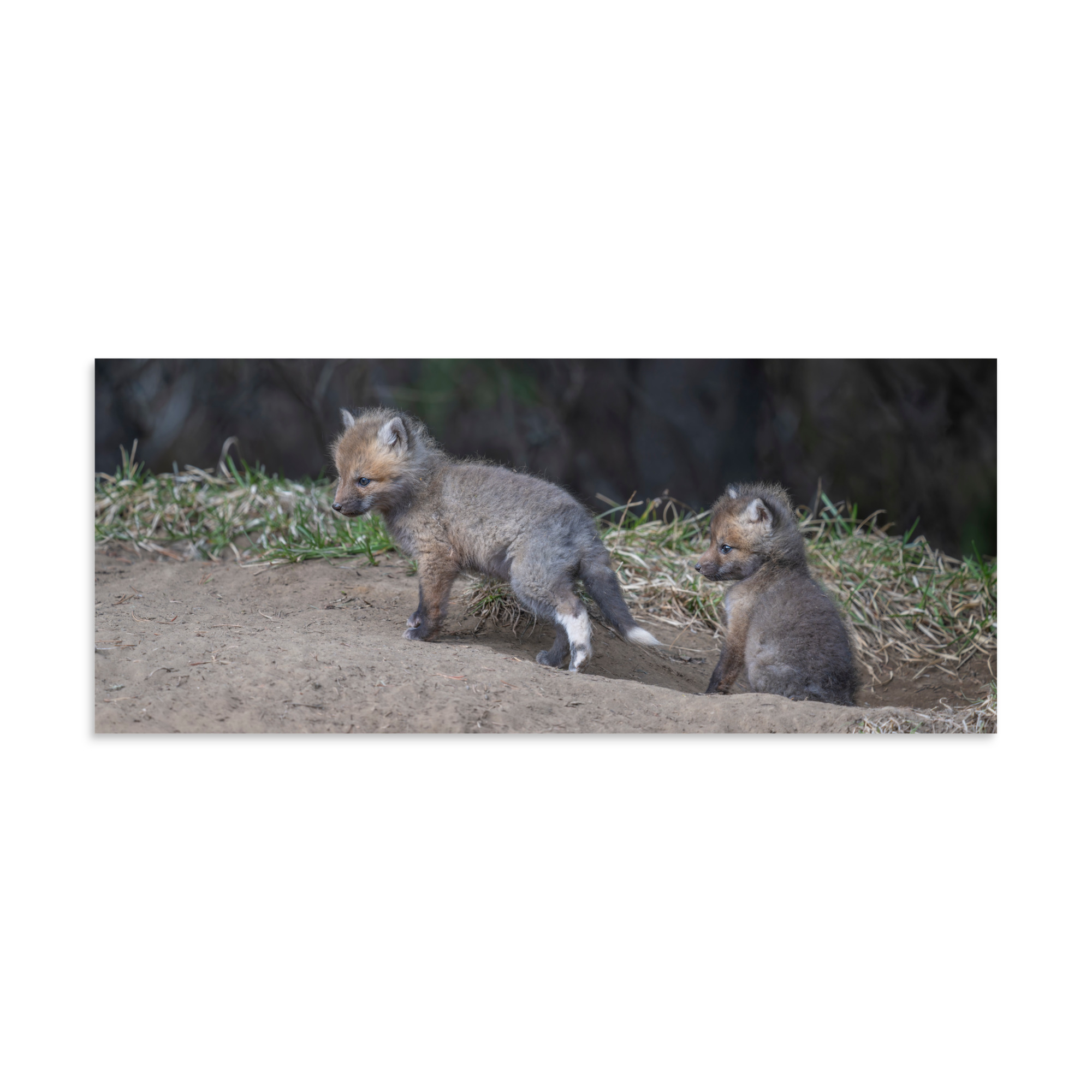 Play Time Baby Red fox! Photo paper poster - Image 5
