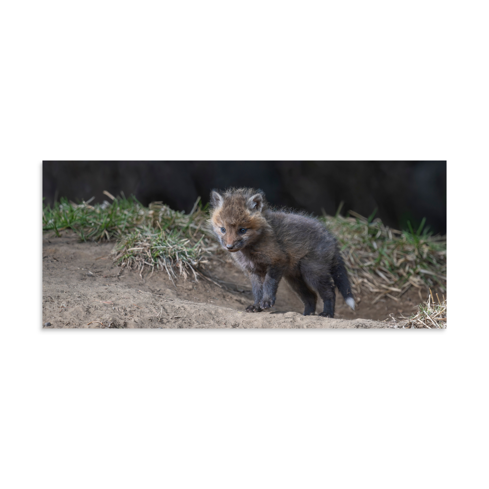 Just checking Baby Red fox! Photo paper poster - Image 5