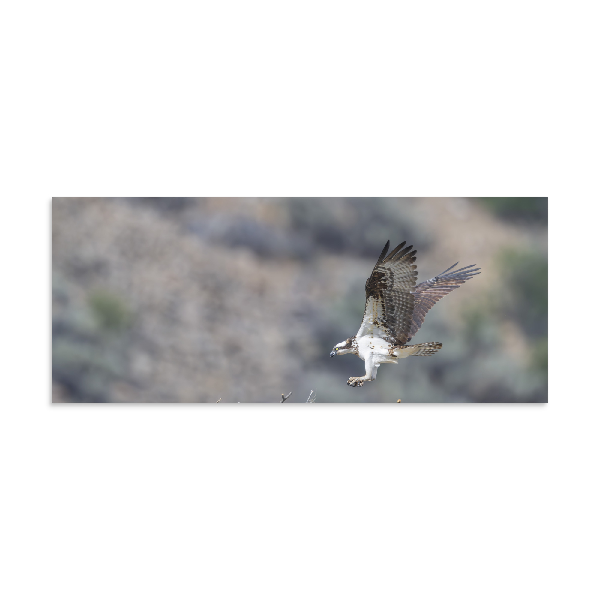 Osprey Landing on its nest! Photo paper poster - Image 5