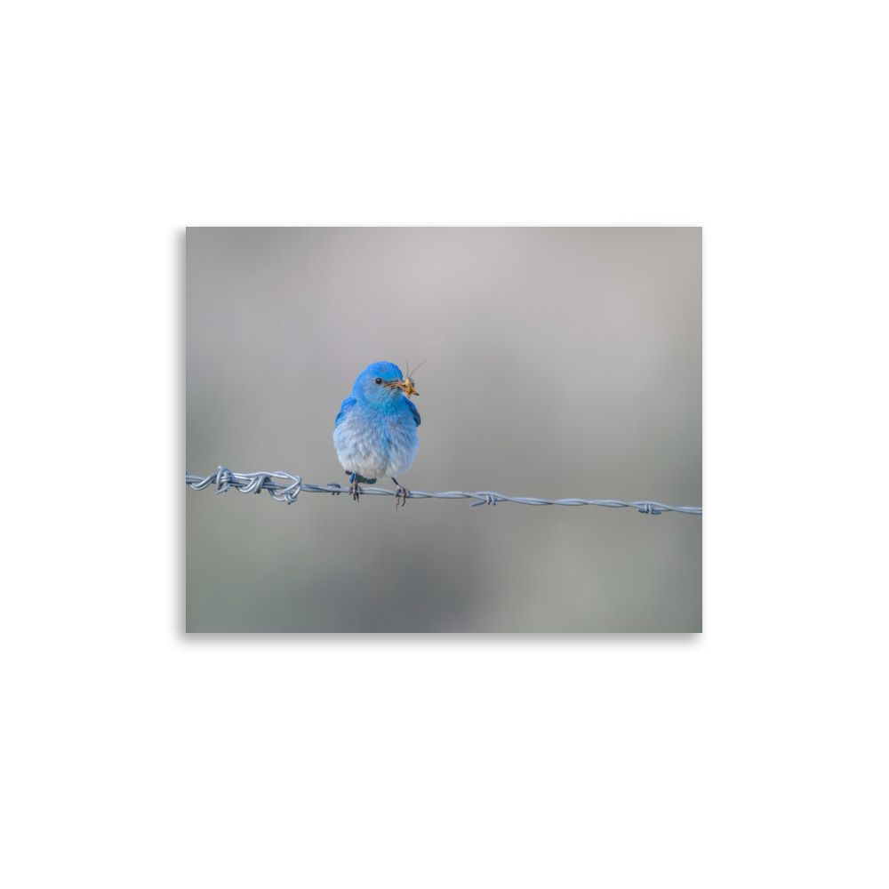 Mountain Blue Bird! Photo paper poster - Image 5