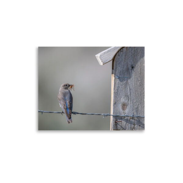 Mama Mountain bluebird with food! Photo paper poster