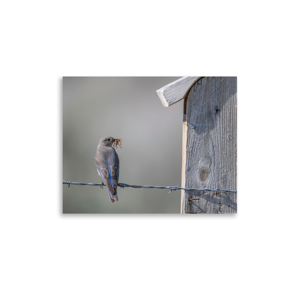 Mama Mountain bluebird with food! Photo paper poster