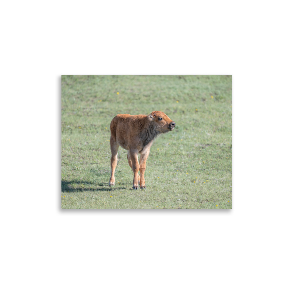 Baby Bison! Photo paper poster - Image 4