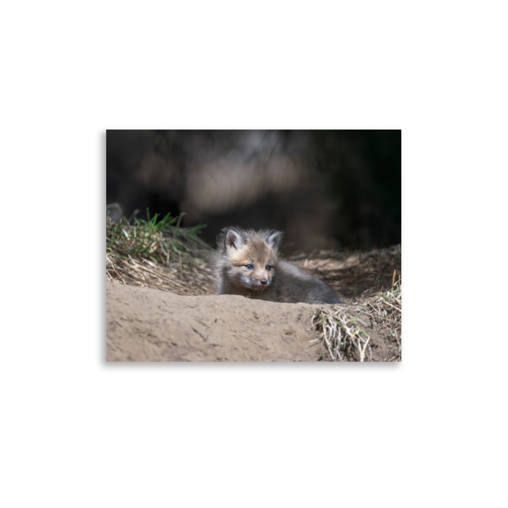 Baby Red fox waiting for Mom! Photo paper poster - Image 6