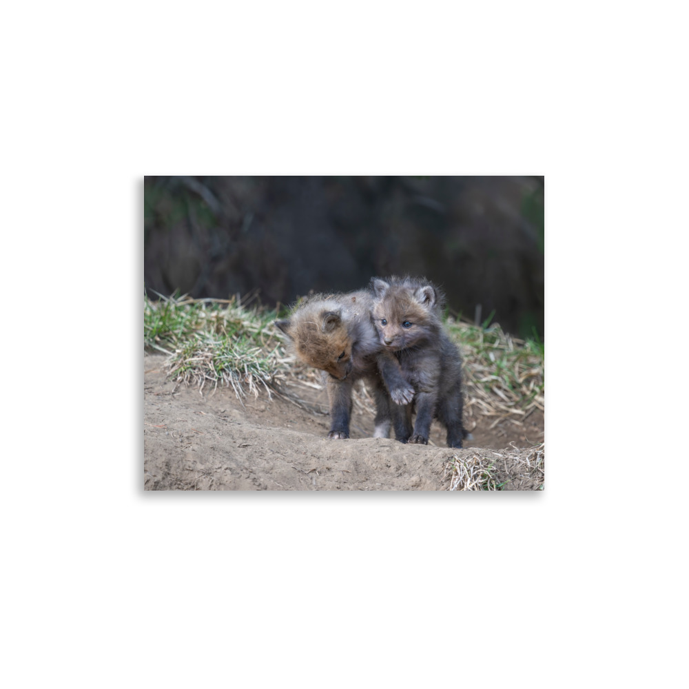 Brothers in Arms Red fox kits! Photo paper poster - Image 6
