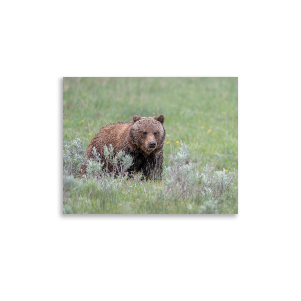 Hungry Grizzly in a Meadow! Photo paper poster - Image 5