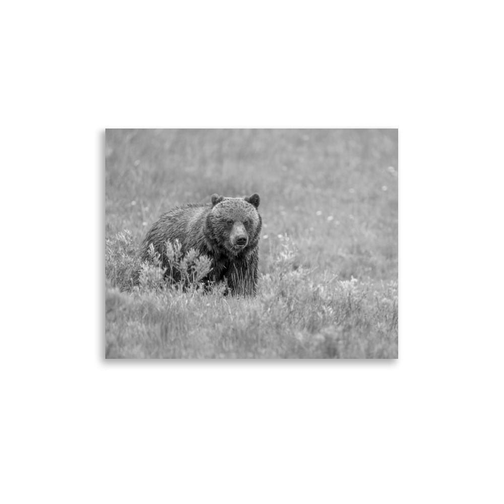 Hungry Grizzly in a Meadow! Monochrome Photo paper poster - Image 6