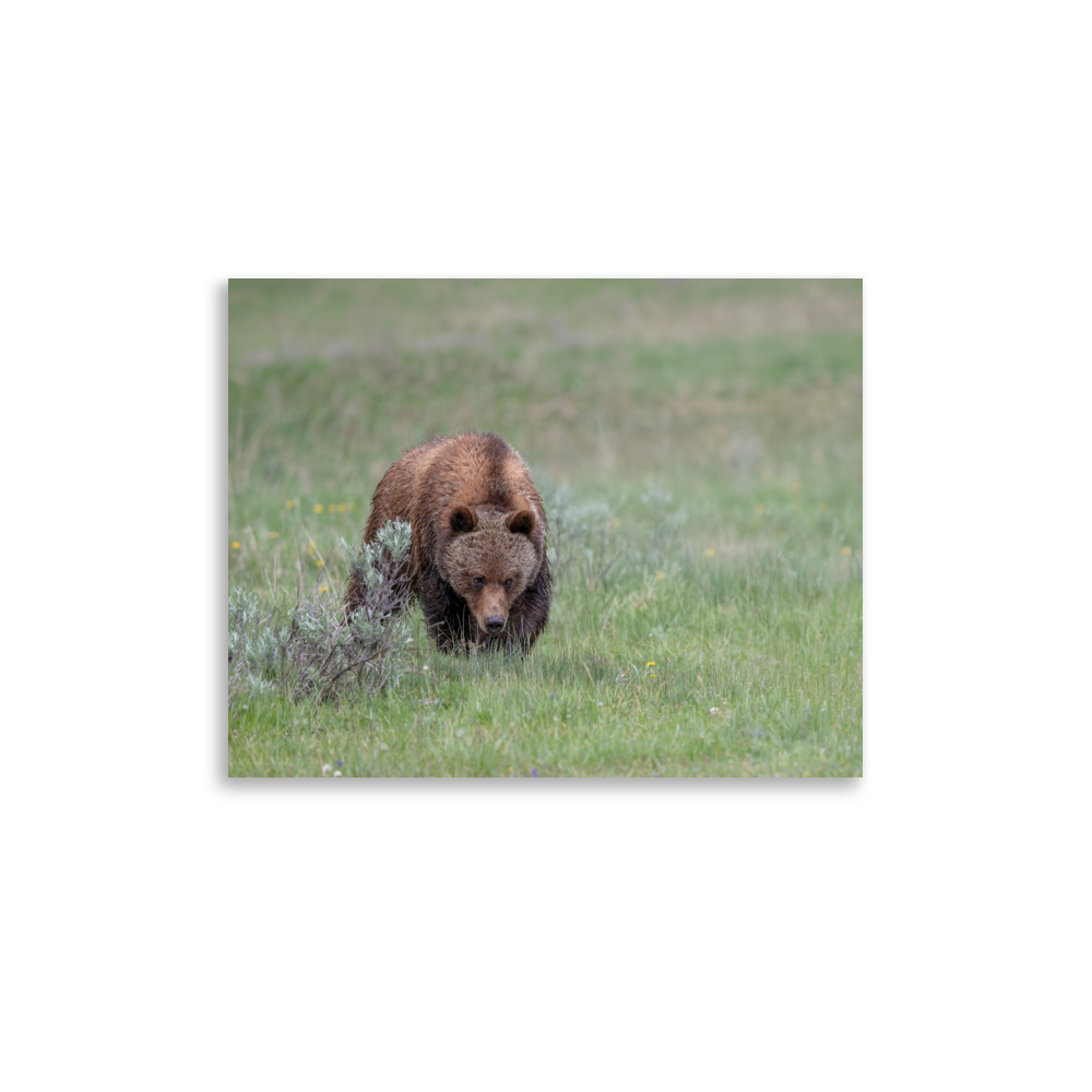 Grizzly Watching! Photo paper poster