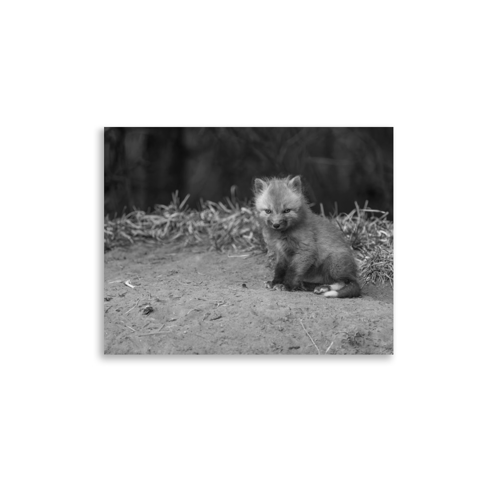 Sharp gaze baby red fox (Monochrome)! Photo paper poster - Image 6
