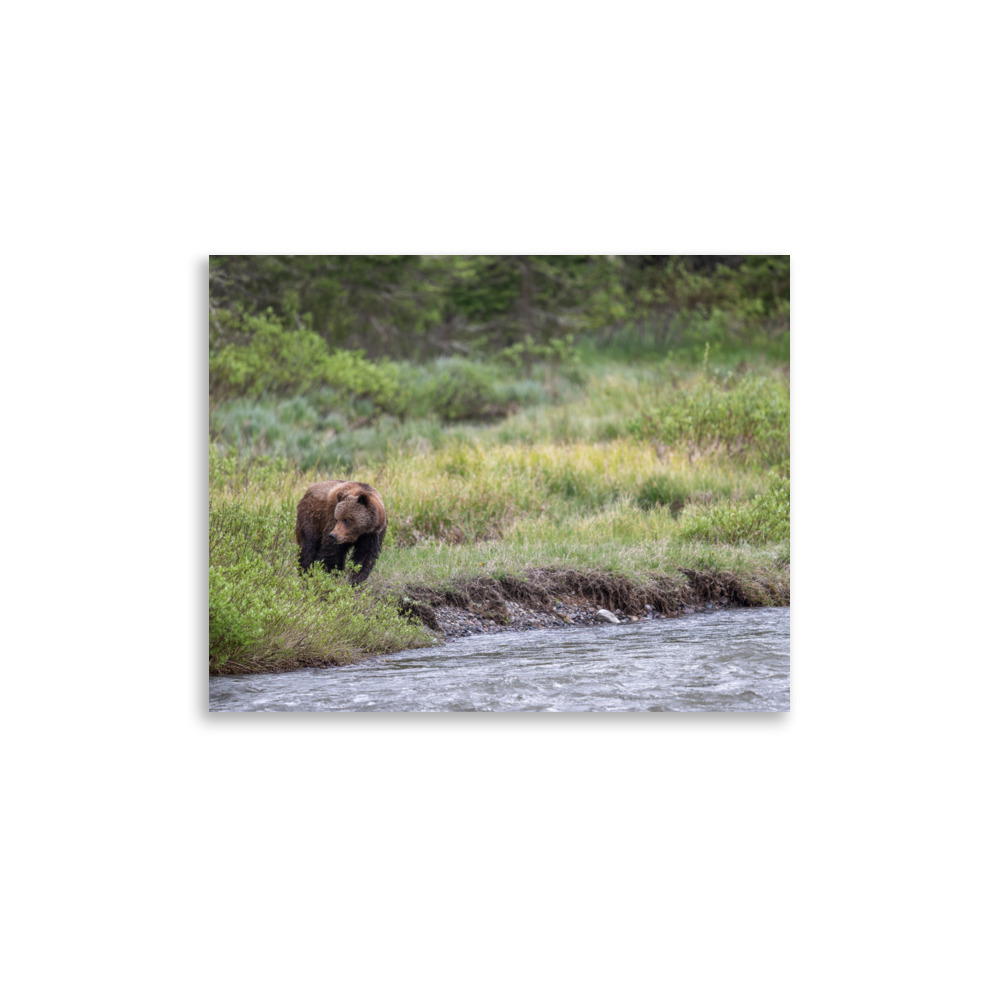 Grizzly getting read! Photo paper poster - Image 6