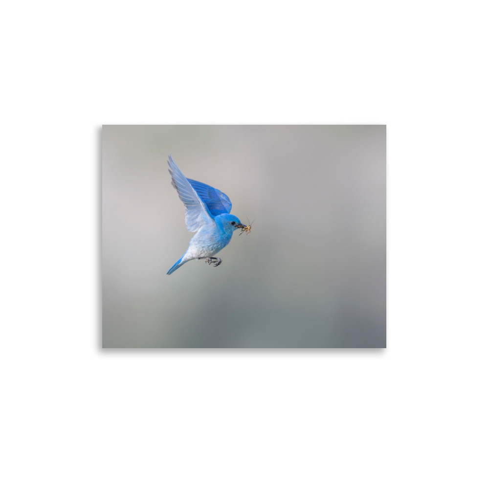 Mountain Bluebird with prey! Photo paper poster - Image 6