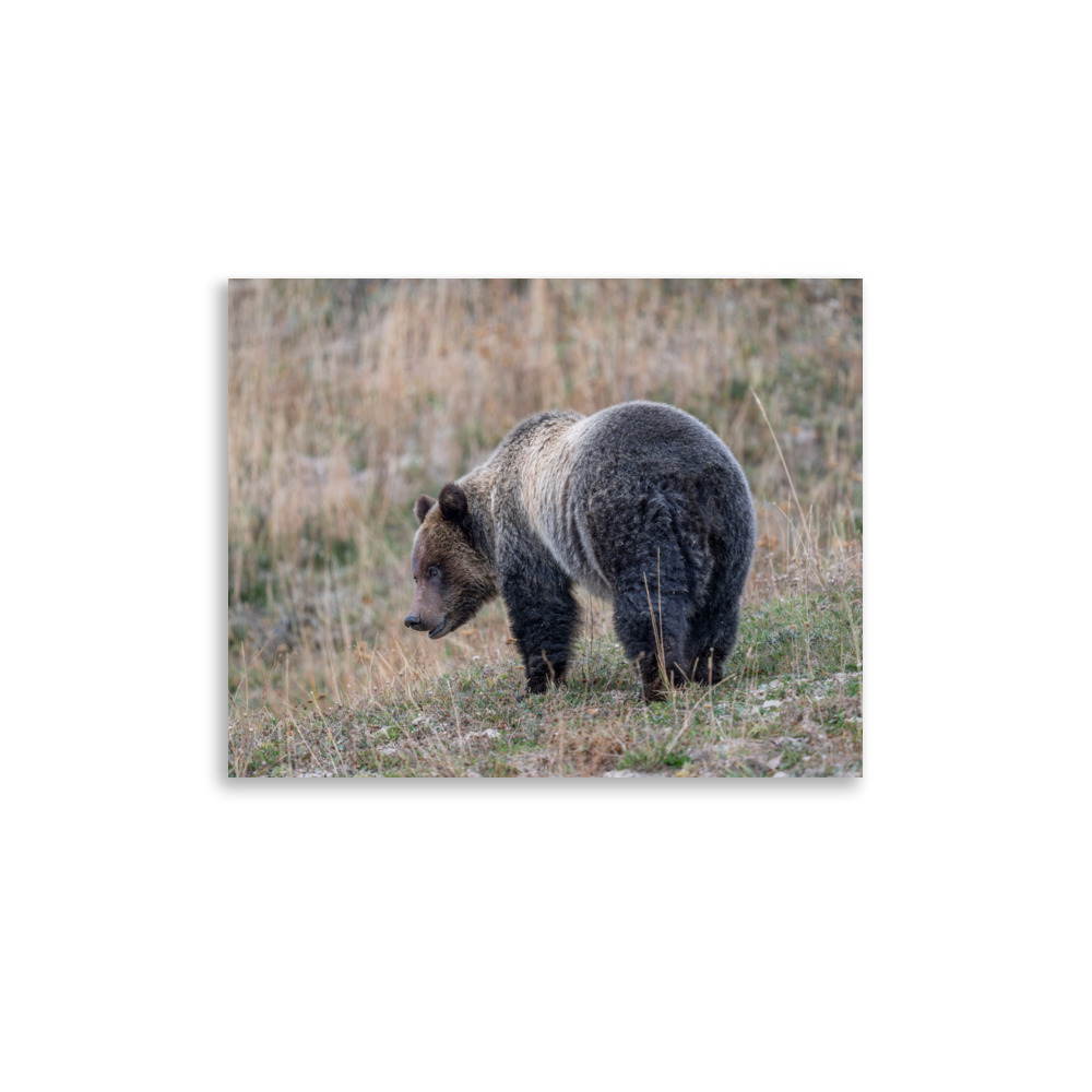 Grizzly of yellowstone! Photo paper poster - Image 5