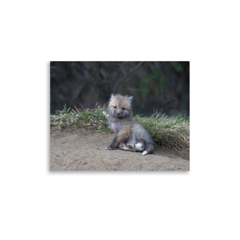 Guarding Den Baby Red fox! Photo paper poster - Image 6