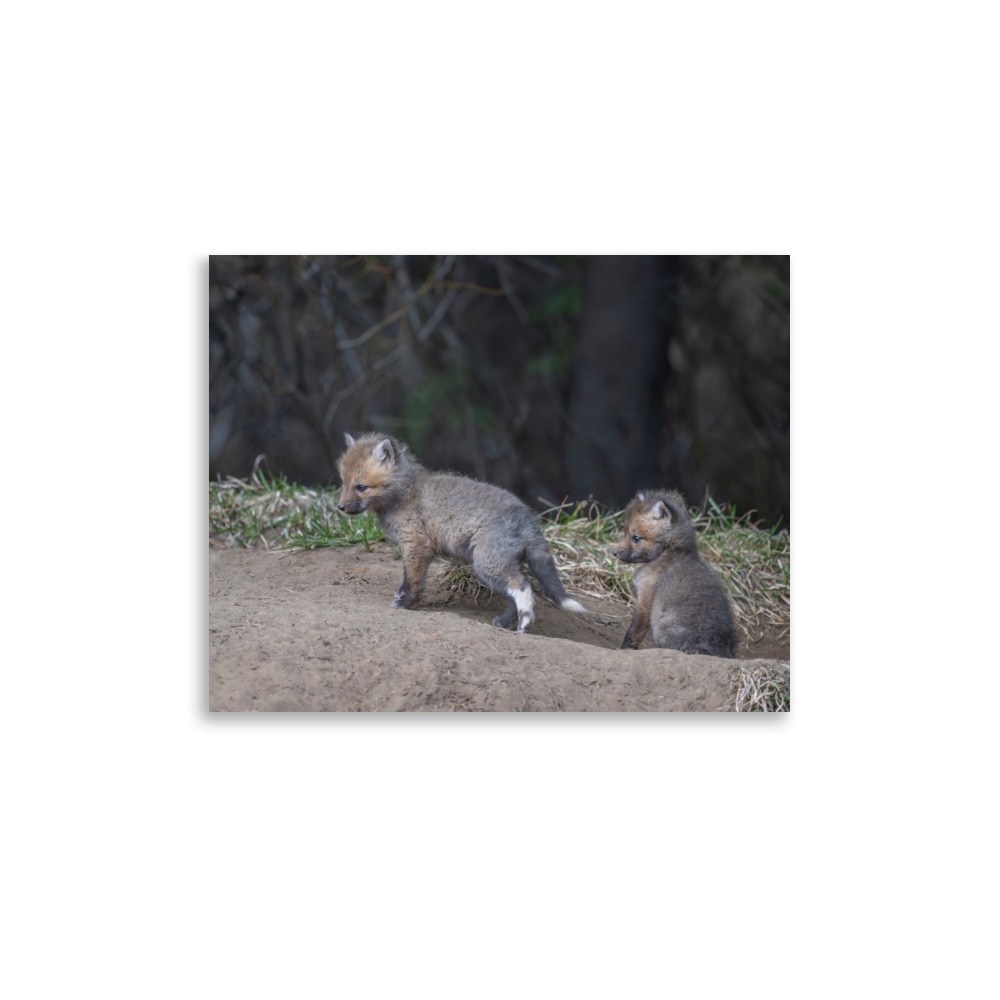 Play Time Baby Red fox! Photo paper poster - Image 6