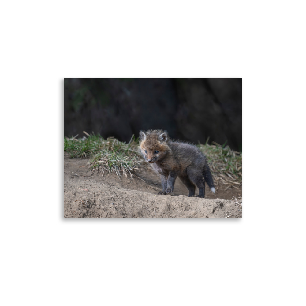 Just checking Baby Red fox! Photo paper poster - Image 6