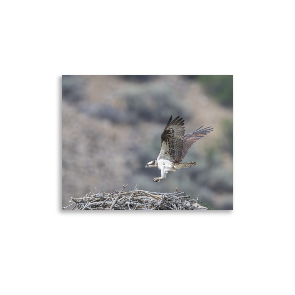 Osprey Landing on its nest! Photo paper poster - Image 6