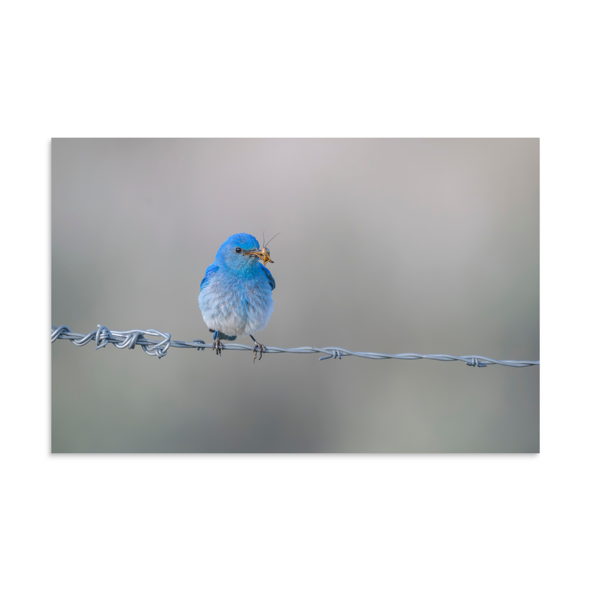 Mountain Blue Bird! Photo paper poster - Image 6