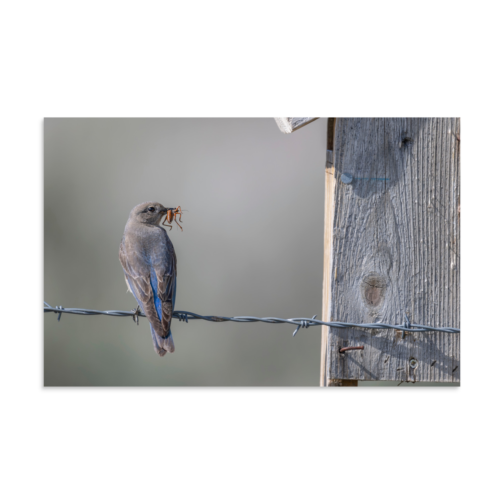 Mama Mountain bluebird with food! Photo paper poster - Image 5