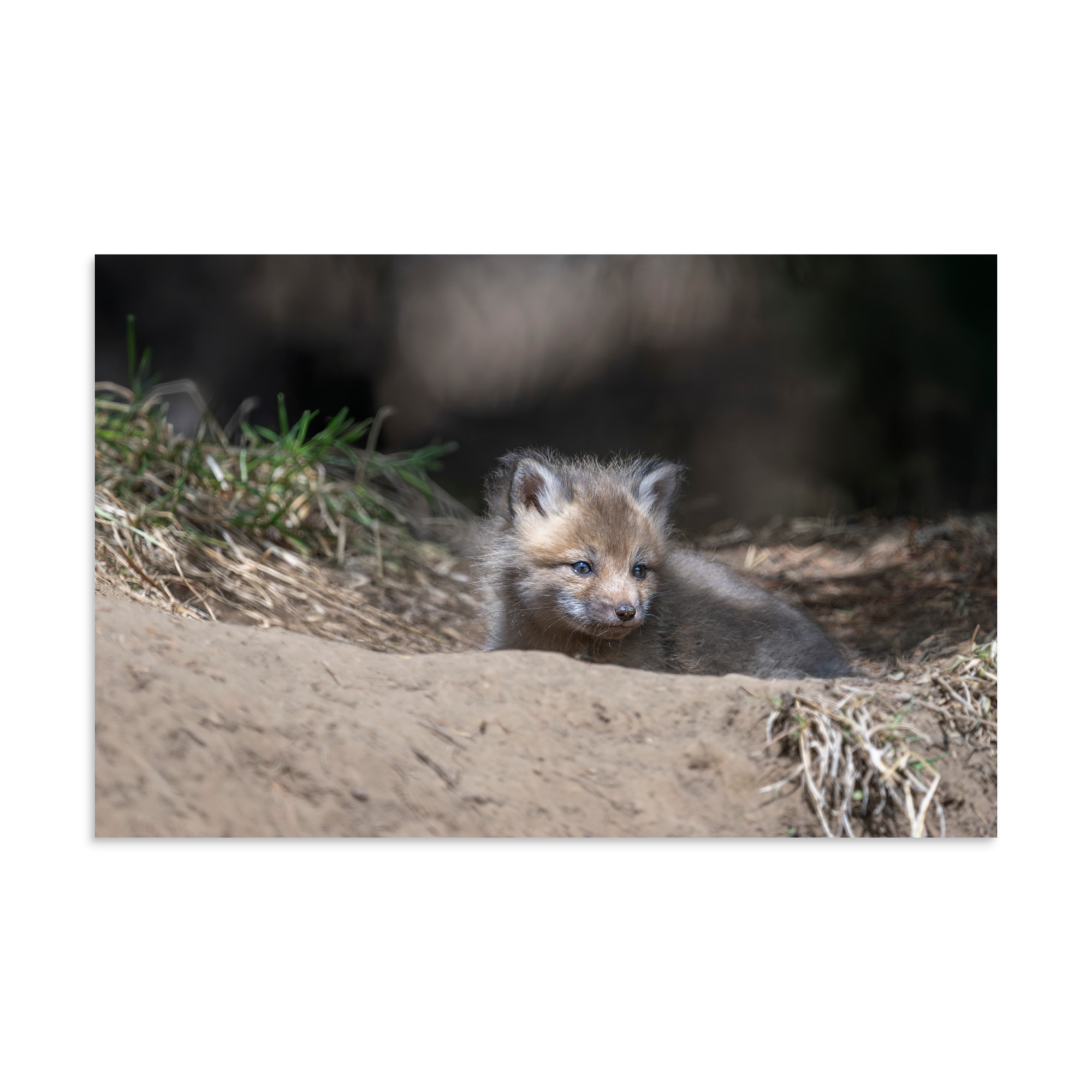 Baby Red fox waiting for Mom! Photo paper poster - Image 7
