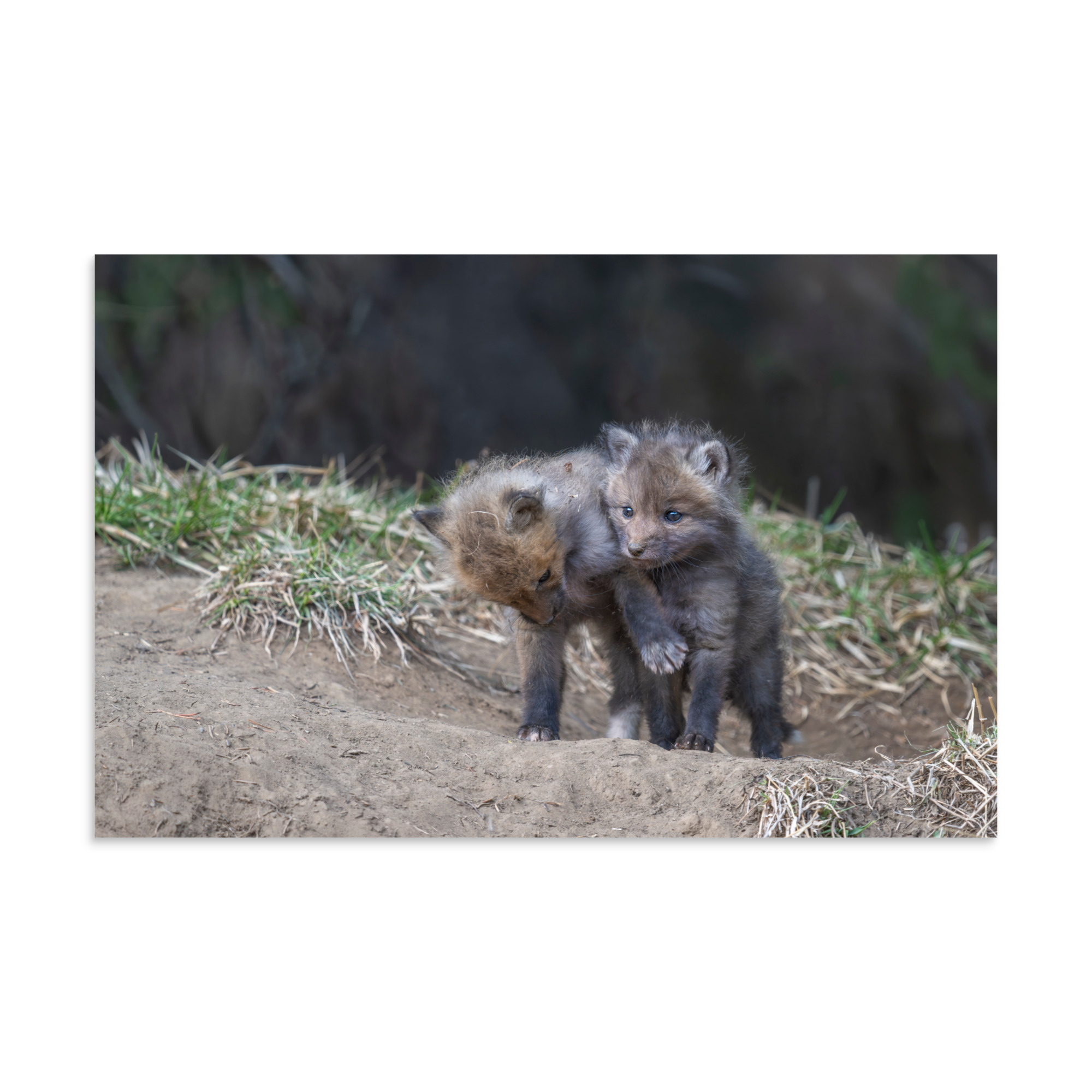 Brothers in Arms Red fox kits! Photo paper poster - Image 7