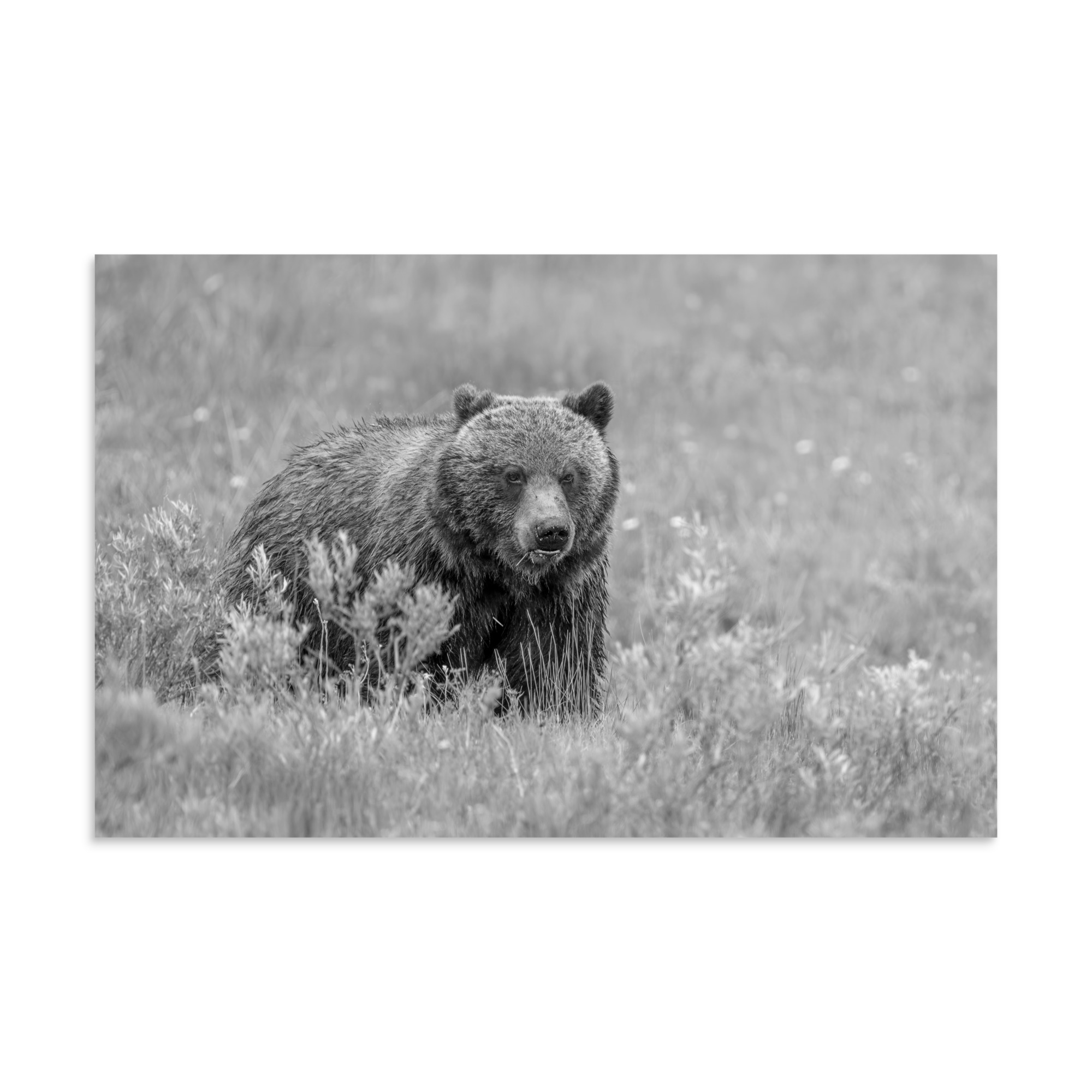 Hungry Grizzly in a Meadow! Monochrome Photo paper poster - Image 7