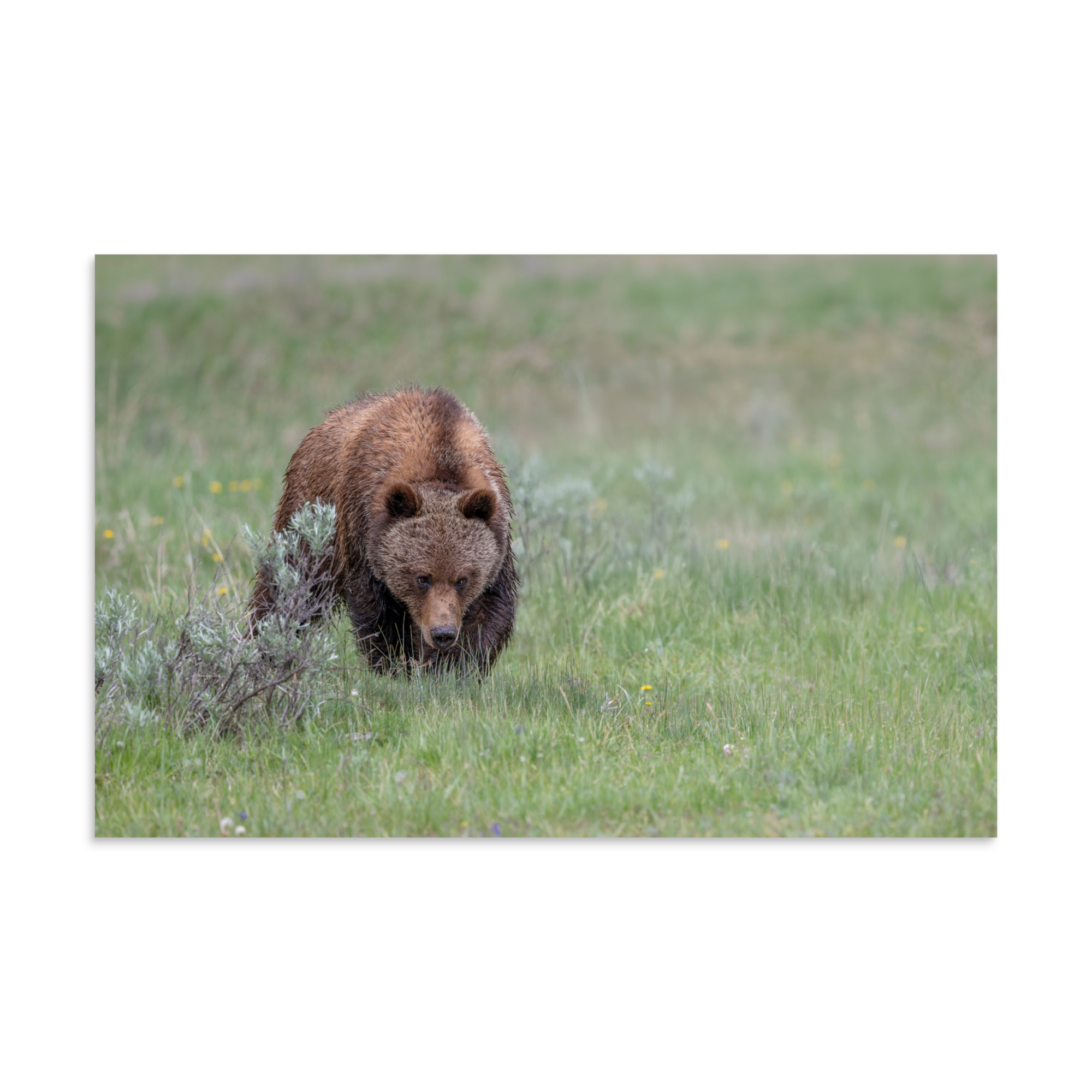 Grizzly Watching! Photo paper poster - Image 6